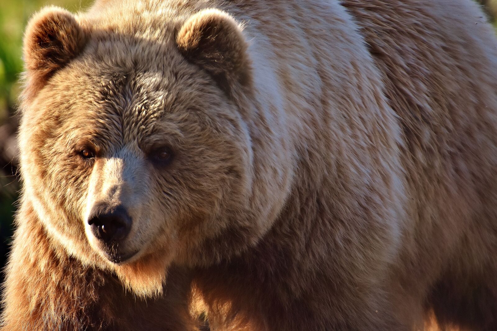 Nikon D7200 sample photo. European brown bear, wild photography