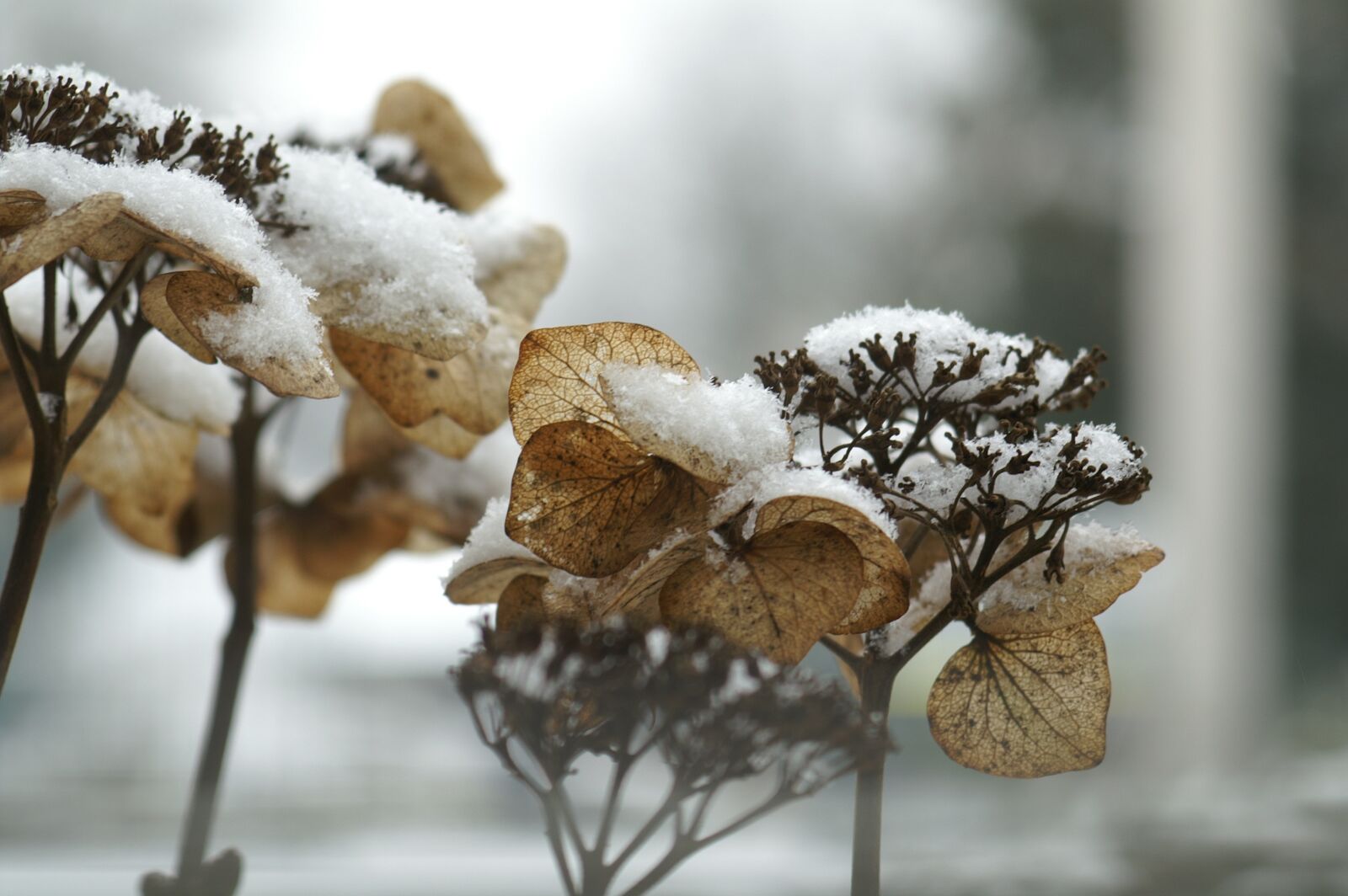 KONICA MINOLTA DYNAX 7D sample photo. Hydrangea, winter, freezing photography