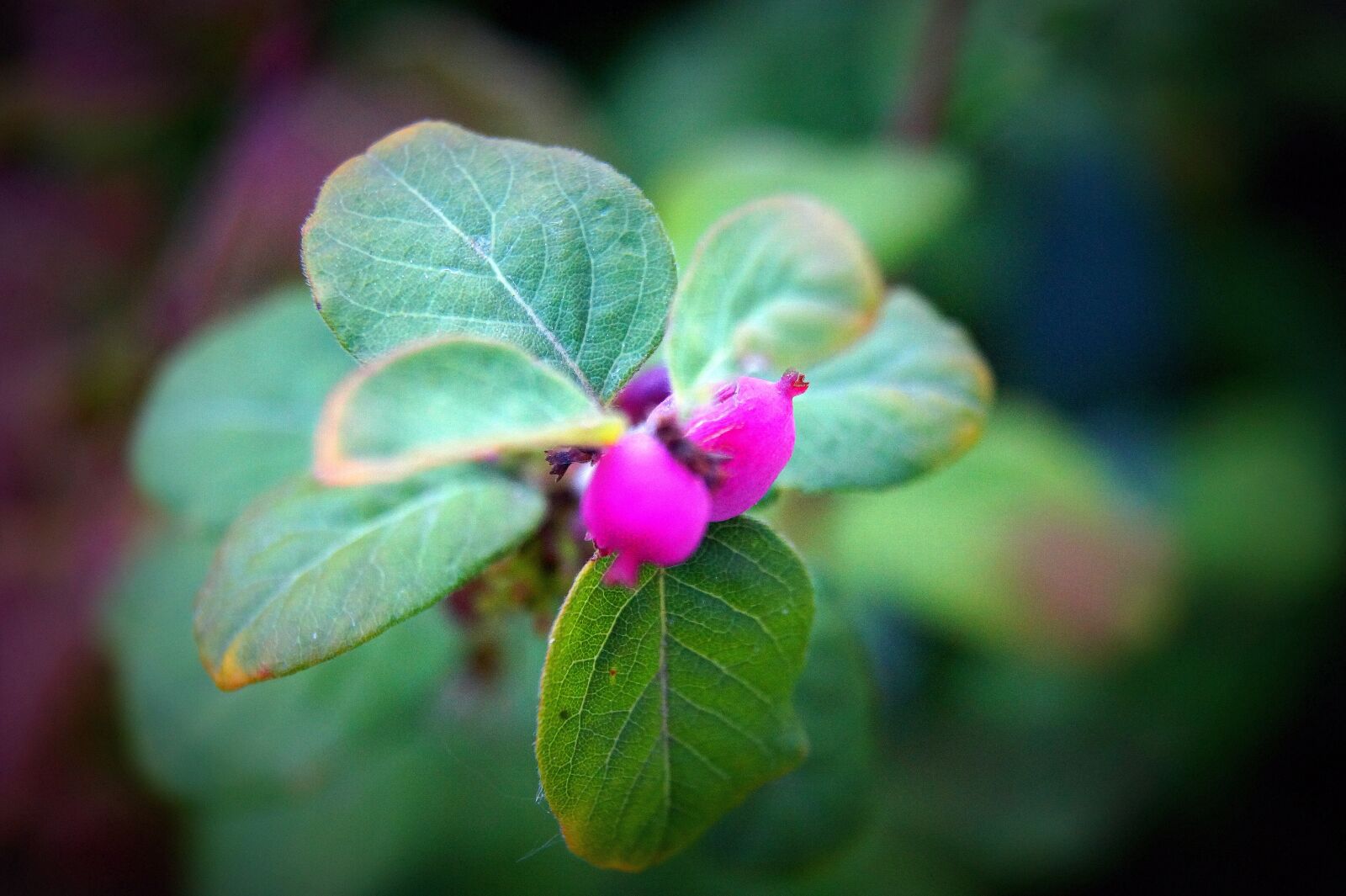Sony DT 18-55mm F3.5-5.6 SAM II sample photo. Flower, nature, blossom photography