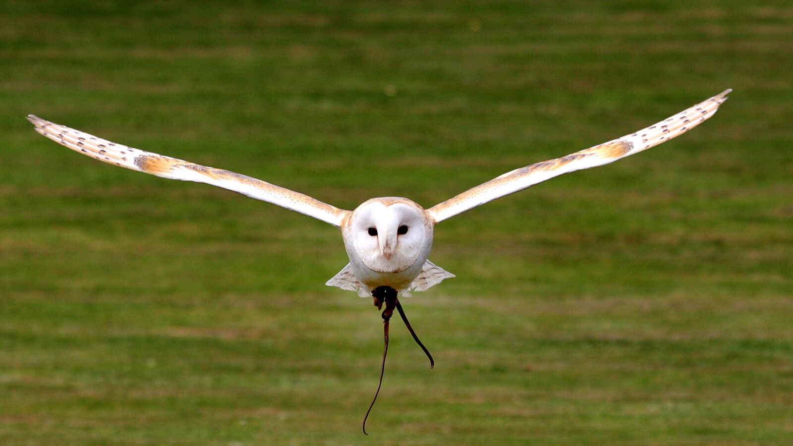 Canon EOS 40D sample photo. Barn owl, flying, bird photography