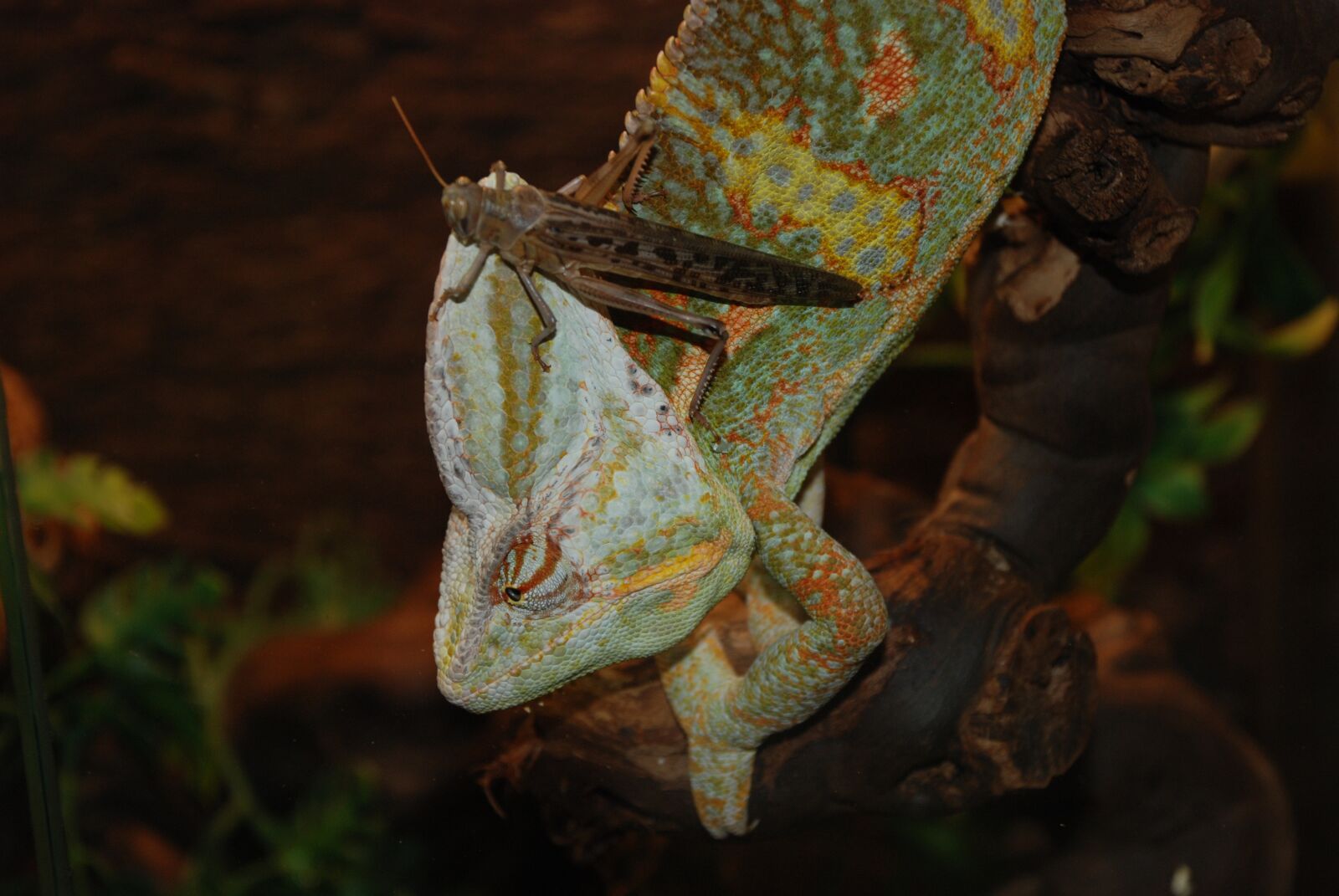 Nikon D80 sample photo. Chameleon, exot, reptile photography
