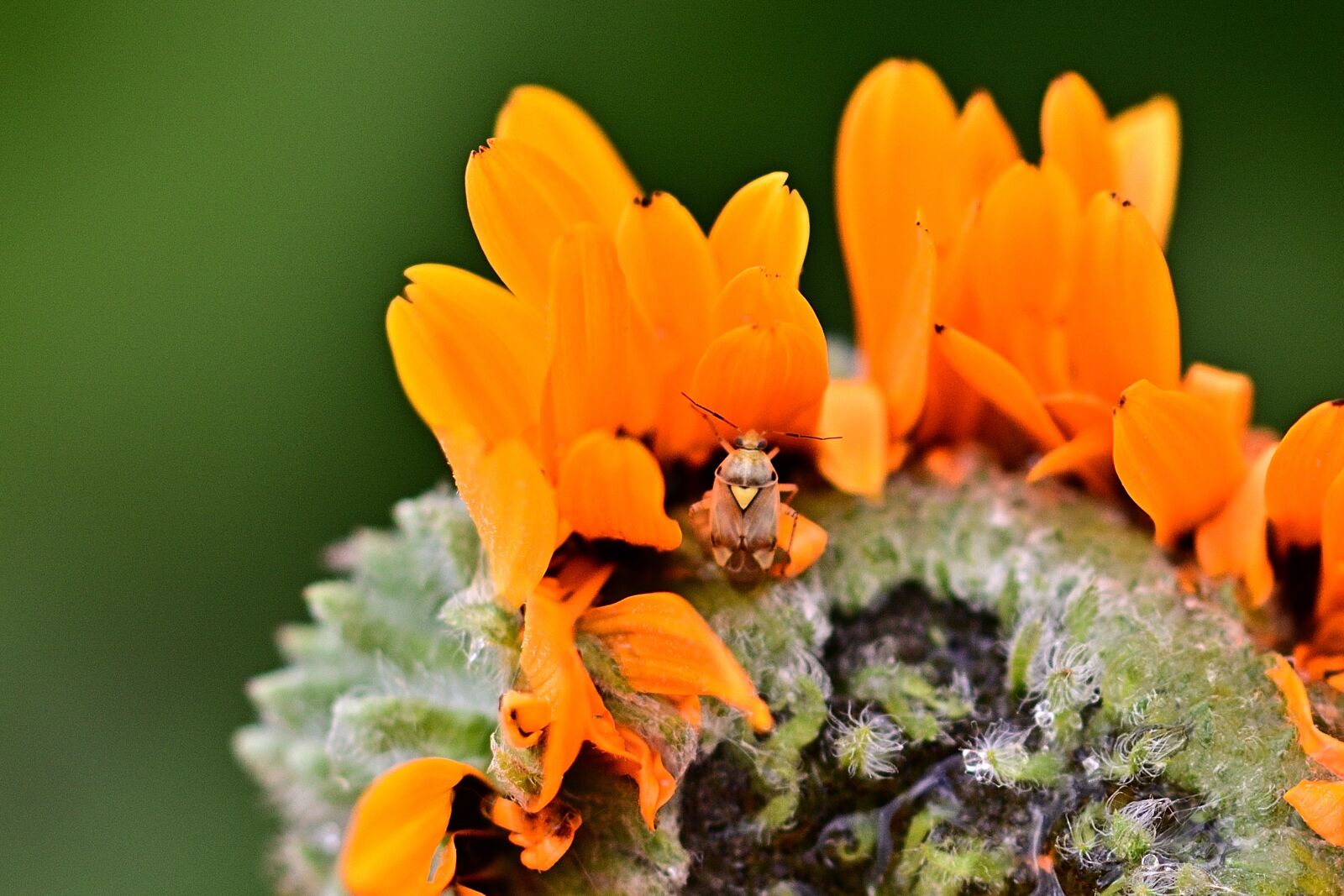 Nikon D5200 sample photo. Blossom, bloom, beetle photography