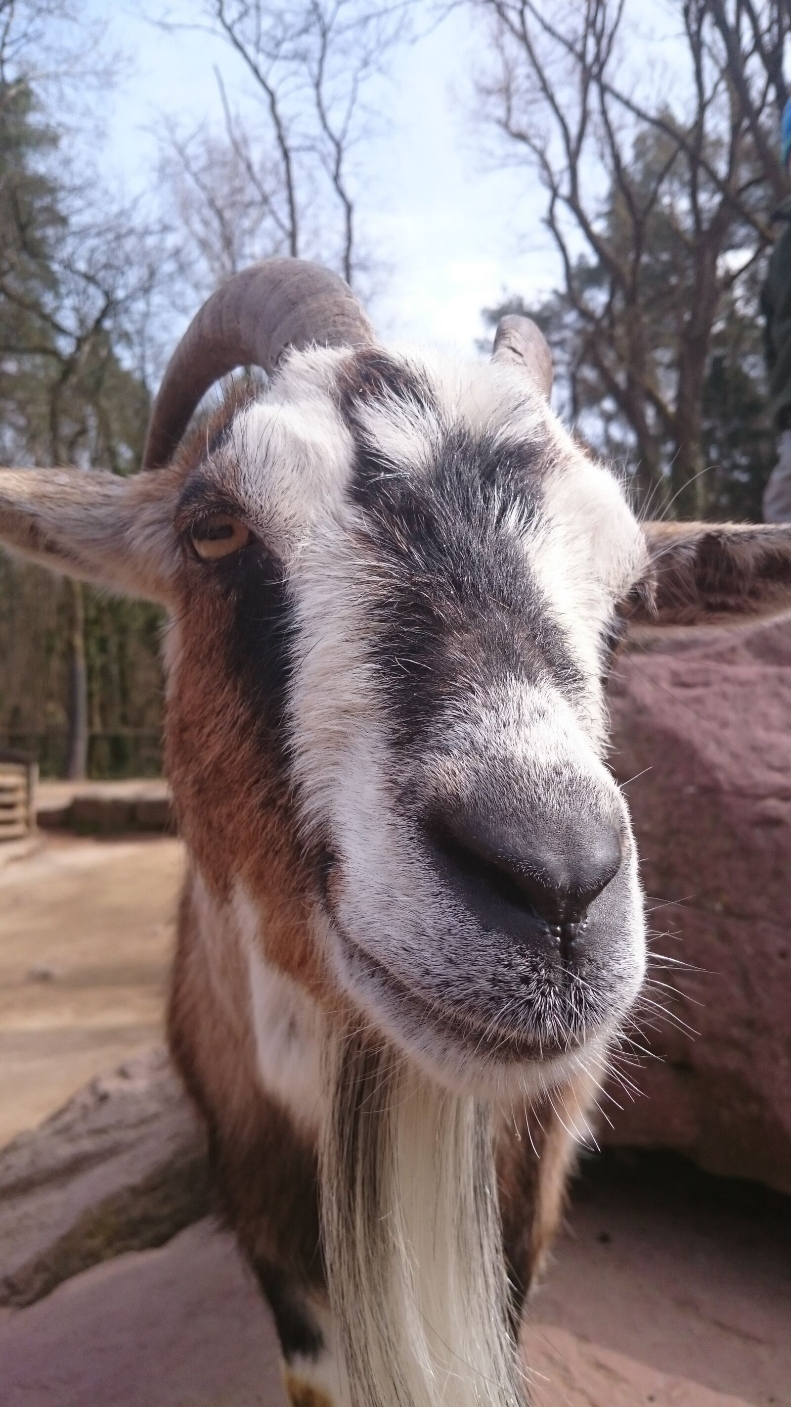 Sony Xperia Z3 sample photo. Goat, bart, zoo photography