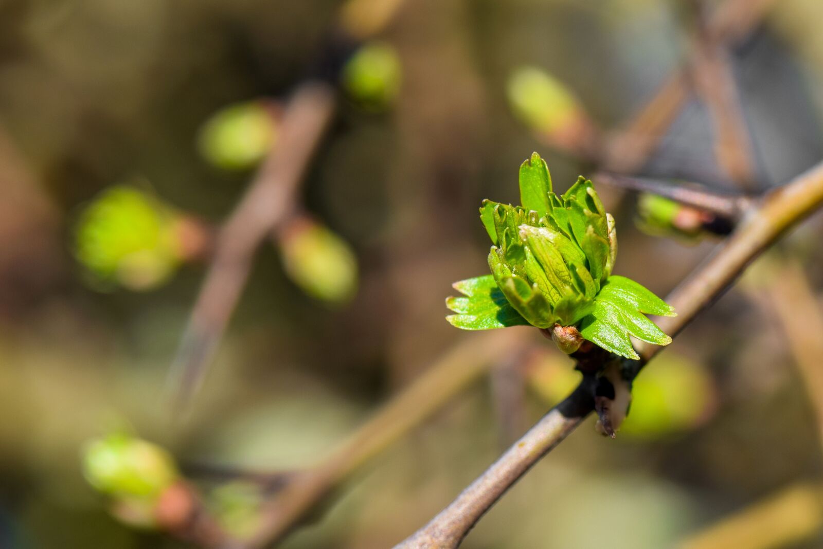 Nikon D5300 sample photo. Spring, season, leaves photography