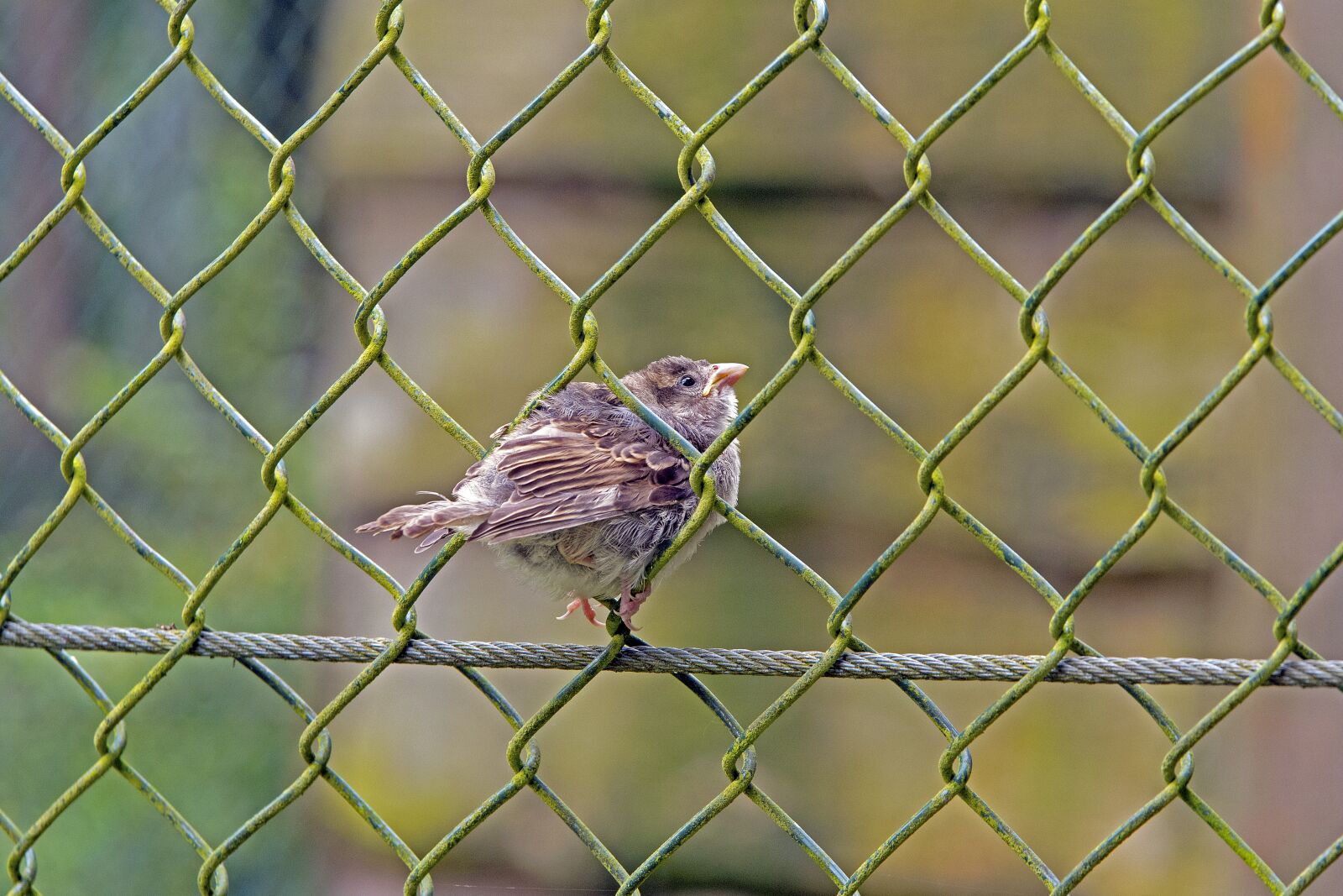 Nikon D500 sample photo. Young sparrow, wire mesh photography
