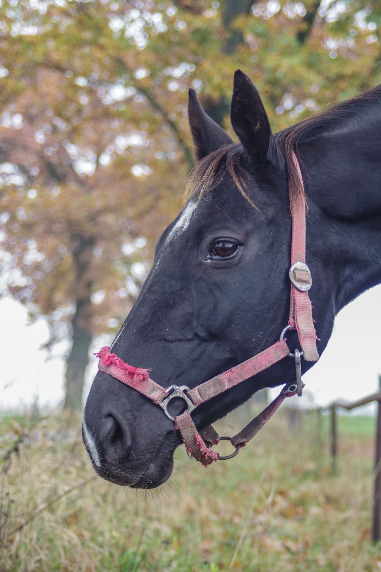 Pentax K-S2 sample photo. The horse, black, penalties photography