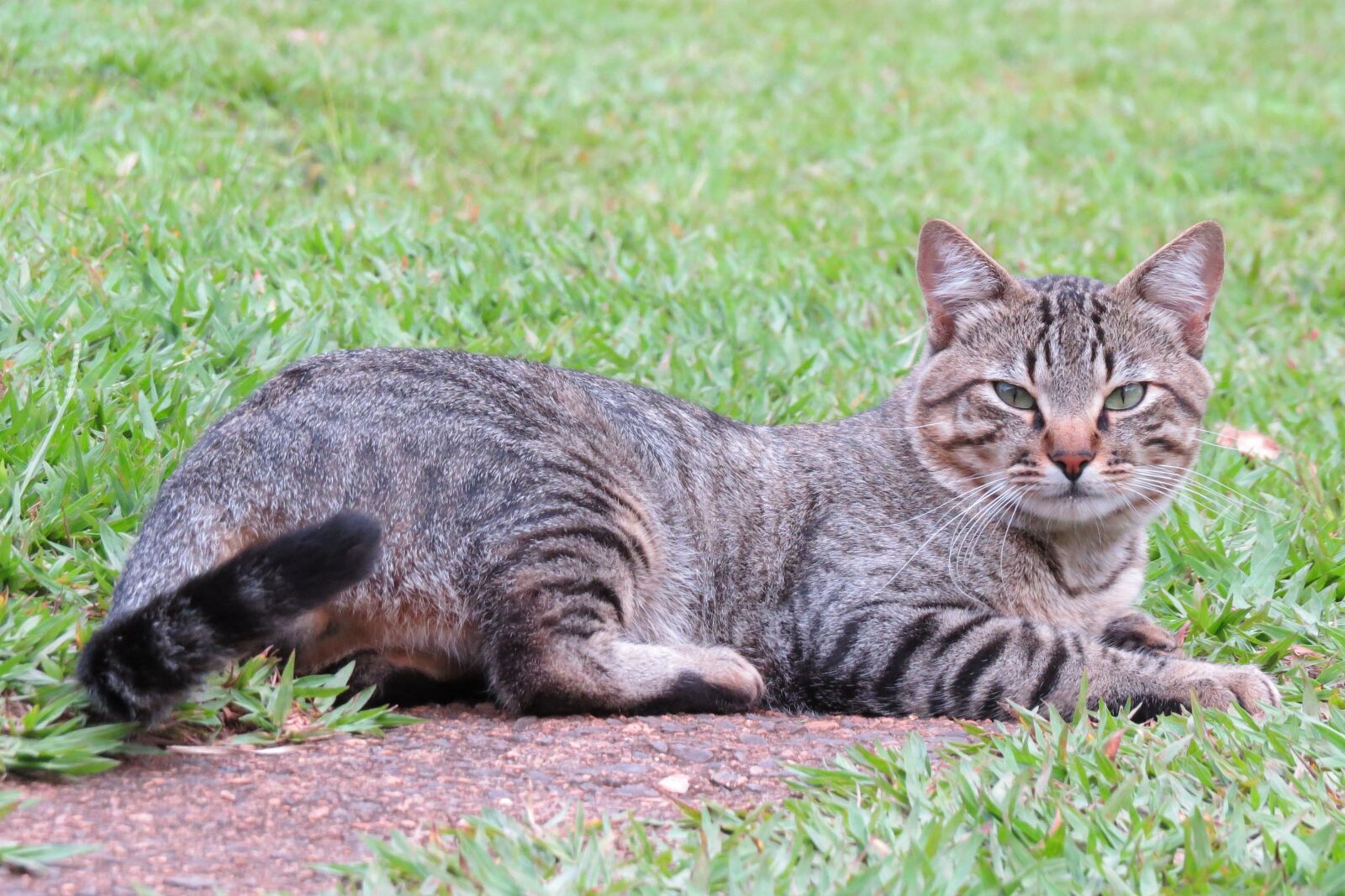 Canon PowerShot SX50 HS sample photo. Cat, feline, domestic photography
