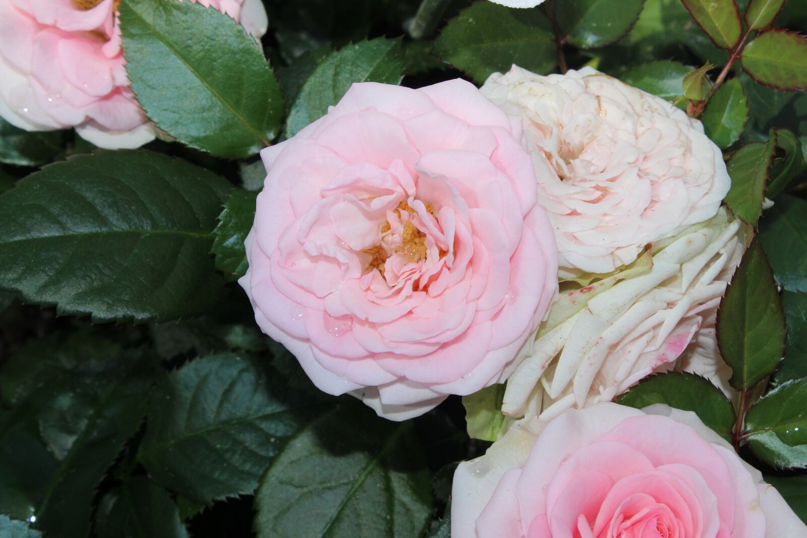 Canon EOS 600D (Rebel EOS T3i / EOS Kiss X5) sample photo. Ros, pink, flowers photography