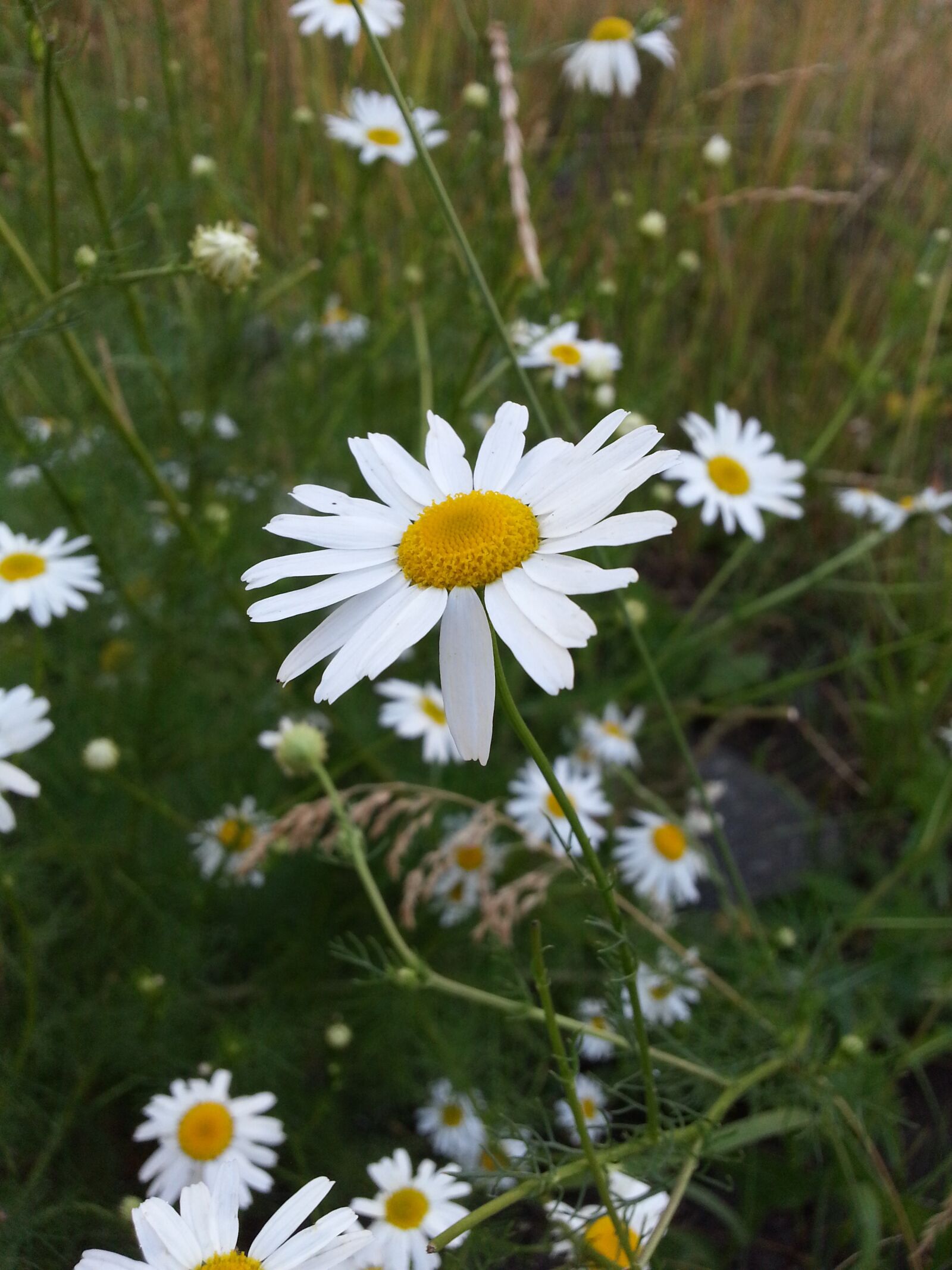 Samsung Galaxy S3 sample photo. Flowers, chamomile, white photography