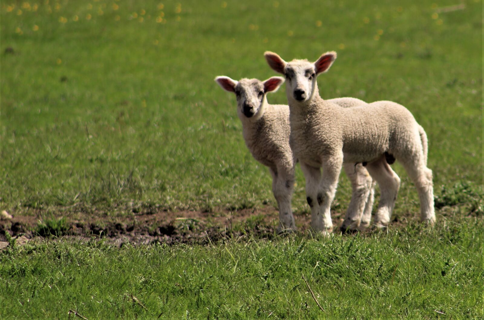 Canon EF75-300mm f/4-5.6 sample photo. Grass, mammal, sheep photography