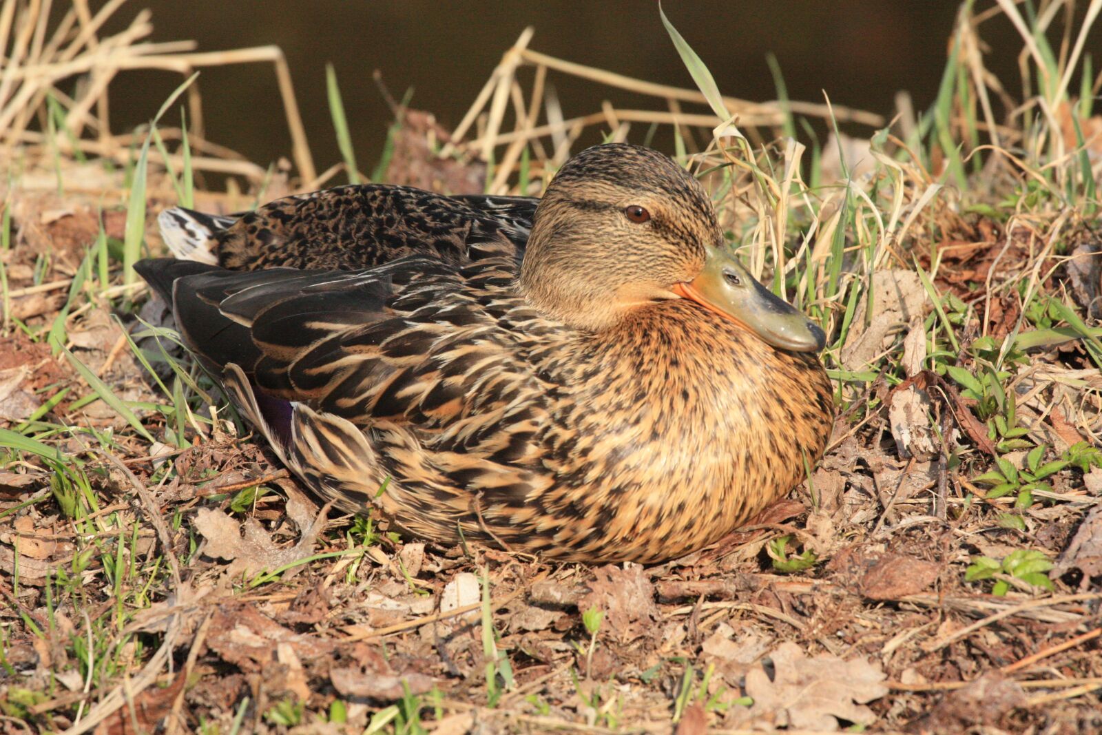 Canon EOS 450D (EOS Rebel XSi / EOS Kiss X2) sample photo. Duck, bird, nature photography