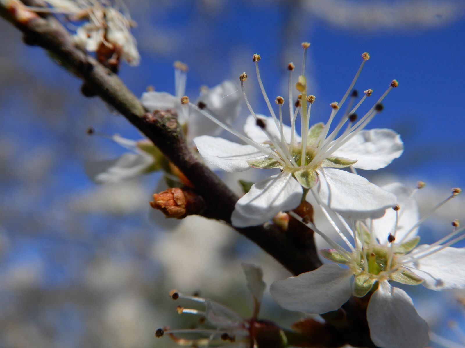 Nikon Coolpix A900 sample photo. Nature, blossom, spring photography