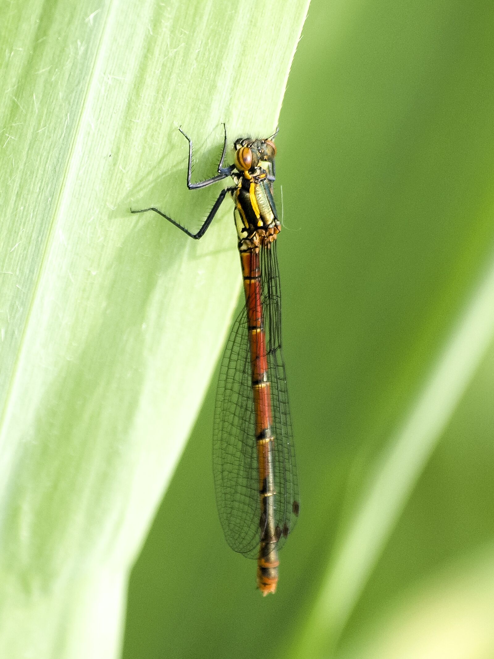 Olympus E-3 sample photo. Dragonfly, insect, nature photography