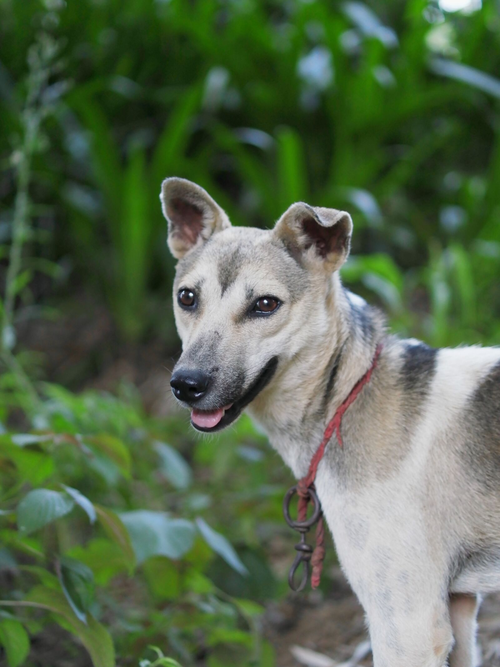 XIAOYI 42.5mm F1.8 sample photo. Dog, animal, puppy photography