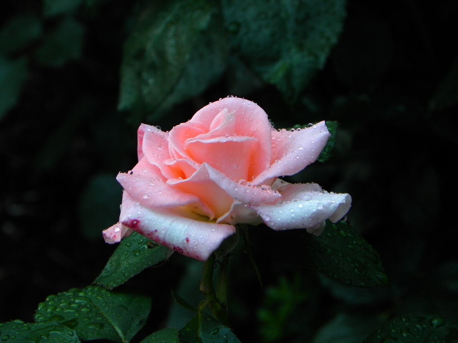 Nikon Coolpix P100 sample photo. Rose, flower, blossom photography