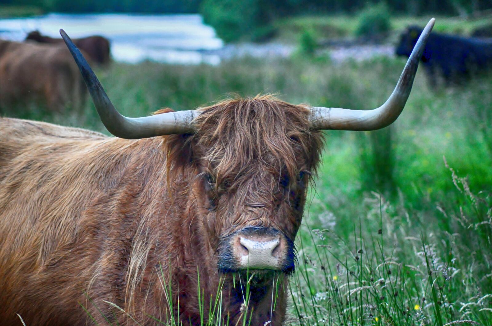 Nikon D90 sample photo. Cattle, animal, farm photography
