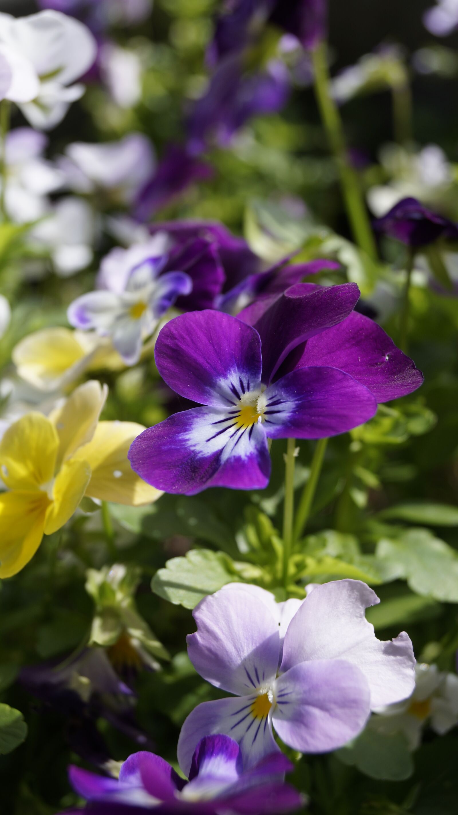 Sony DT 18-55mm F3.5-5.6 SAM II sample photo. Flower, nature, grass photography