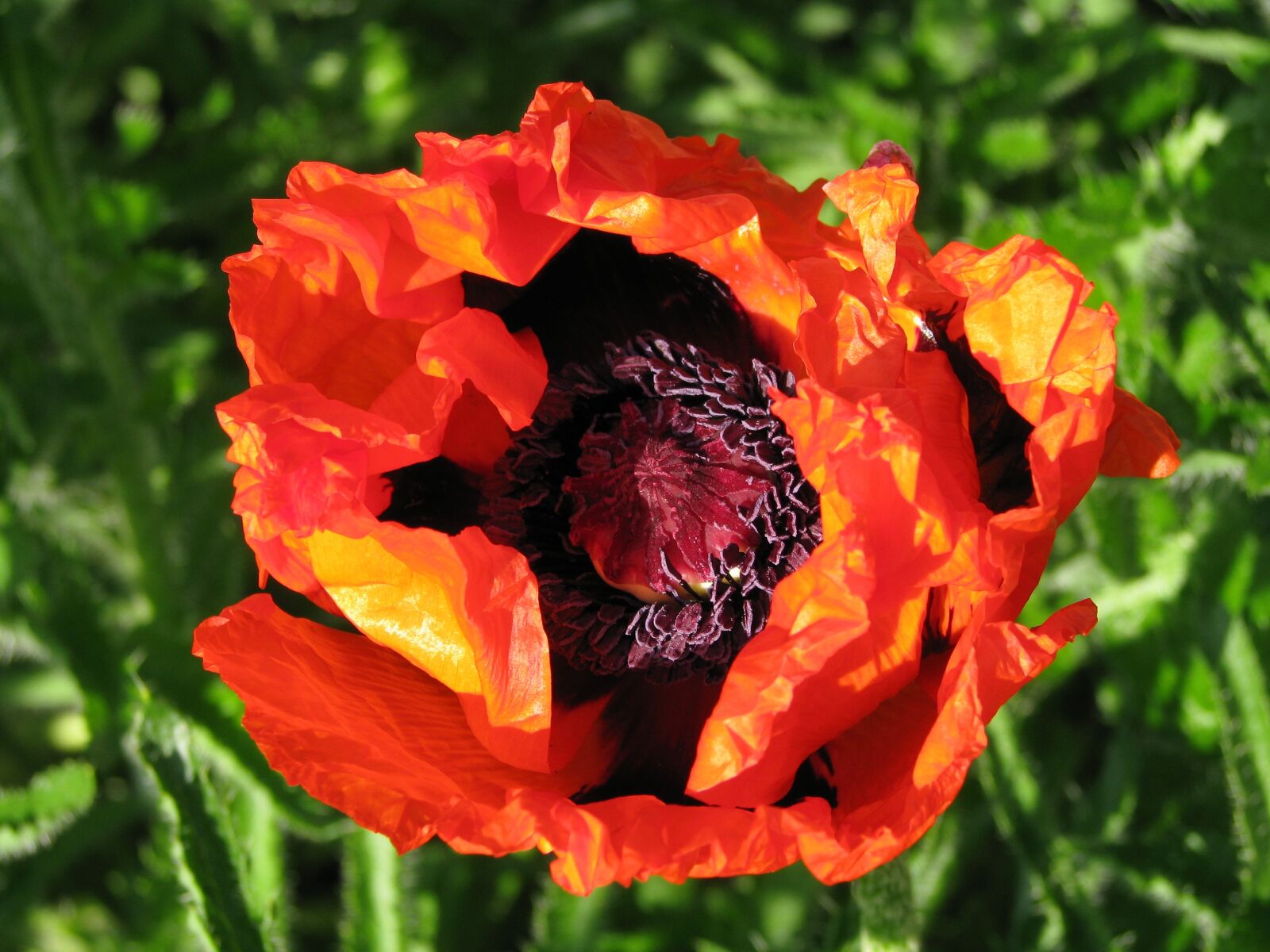 Canon POWERSHOT S5 IS sample photo. Poppy, flower, bloom photography