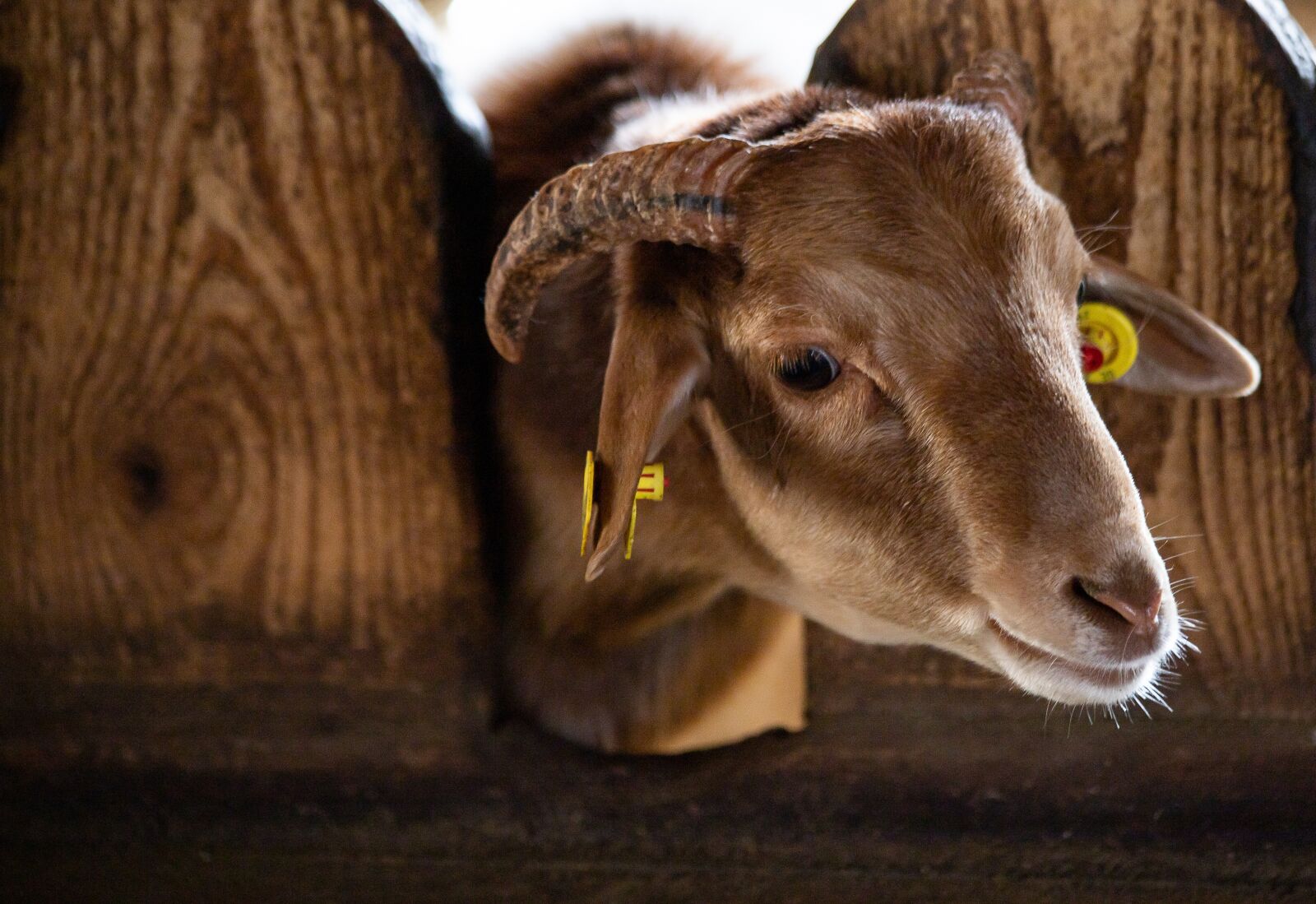 Canon EF 70-300mm F4-5.6 IS USM sample photo. Goat, mammal, animal photography