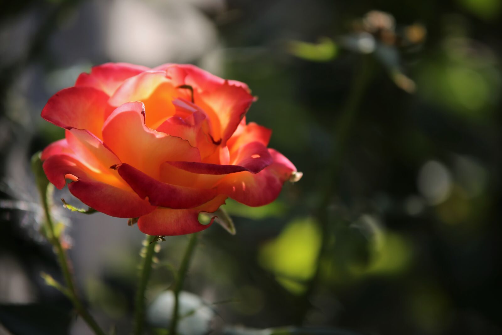 Tamron 70-210mm F4 Di VC USD sample photo. Red yellow rose alinka photography