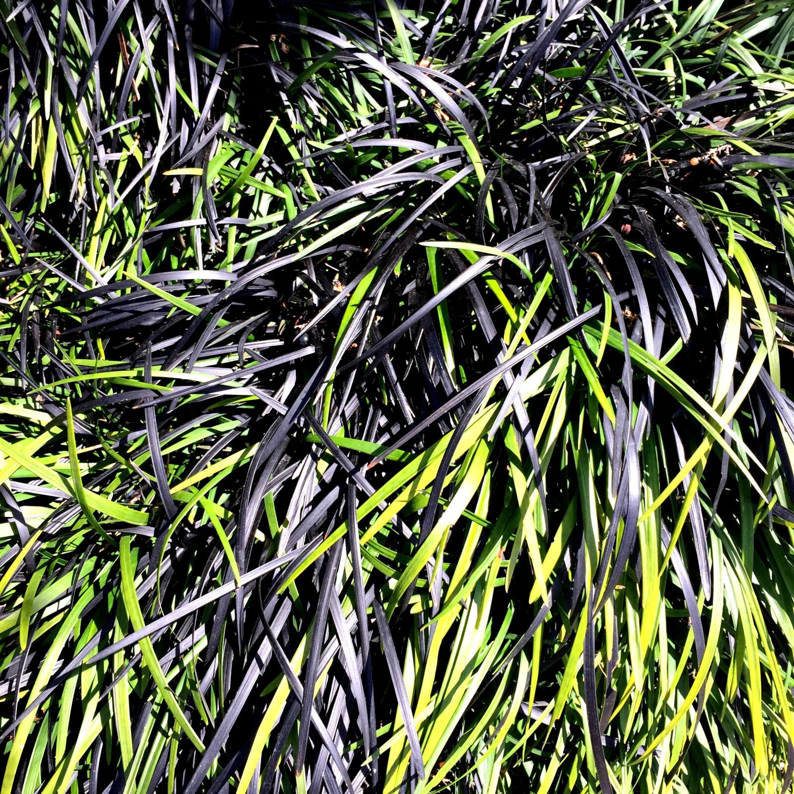 Apple iPhone 6 sample photo. Grass, black, green photography