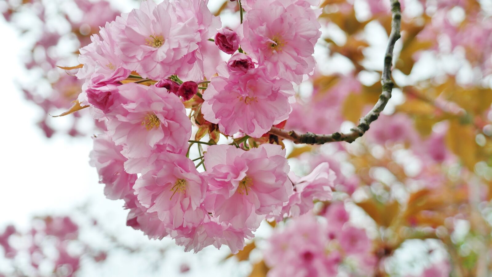 Samsung NX20 sample photo. Cherry tree, cherry blossom photography