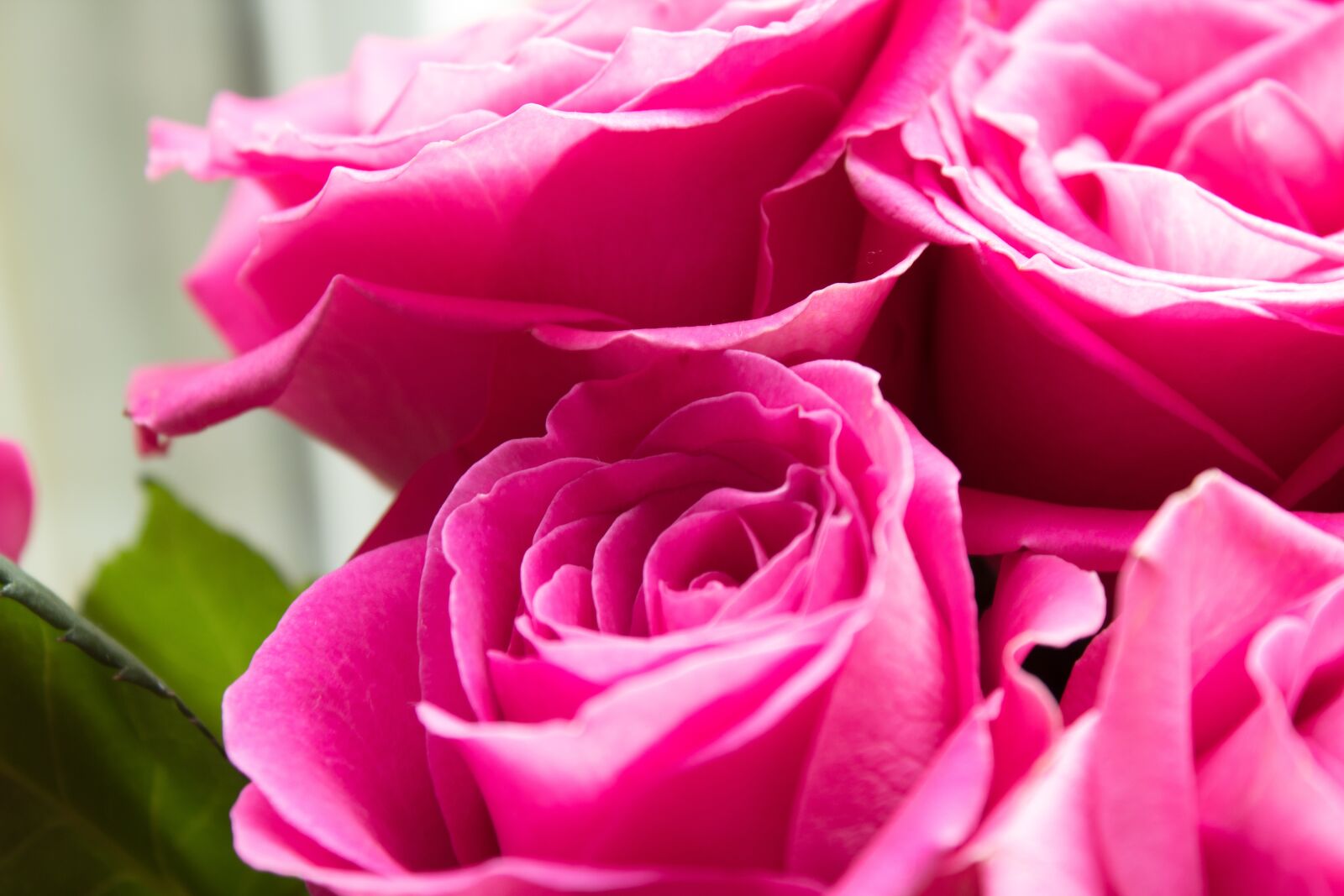 Canon EOS 1300D (EOS Rebel T6 / EOS Kiss X80) sample photo. Pink roses, roses, pink photography