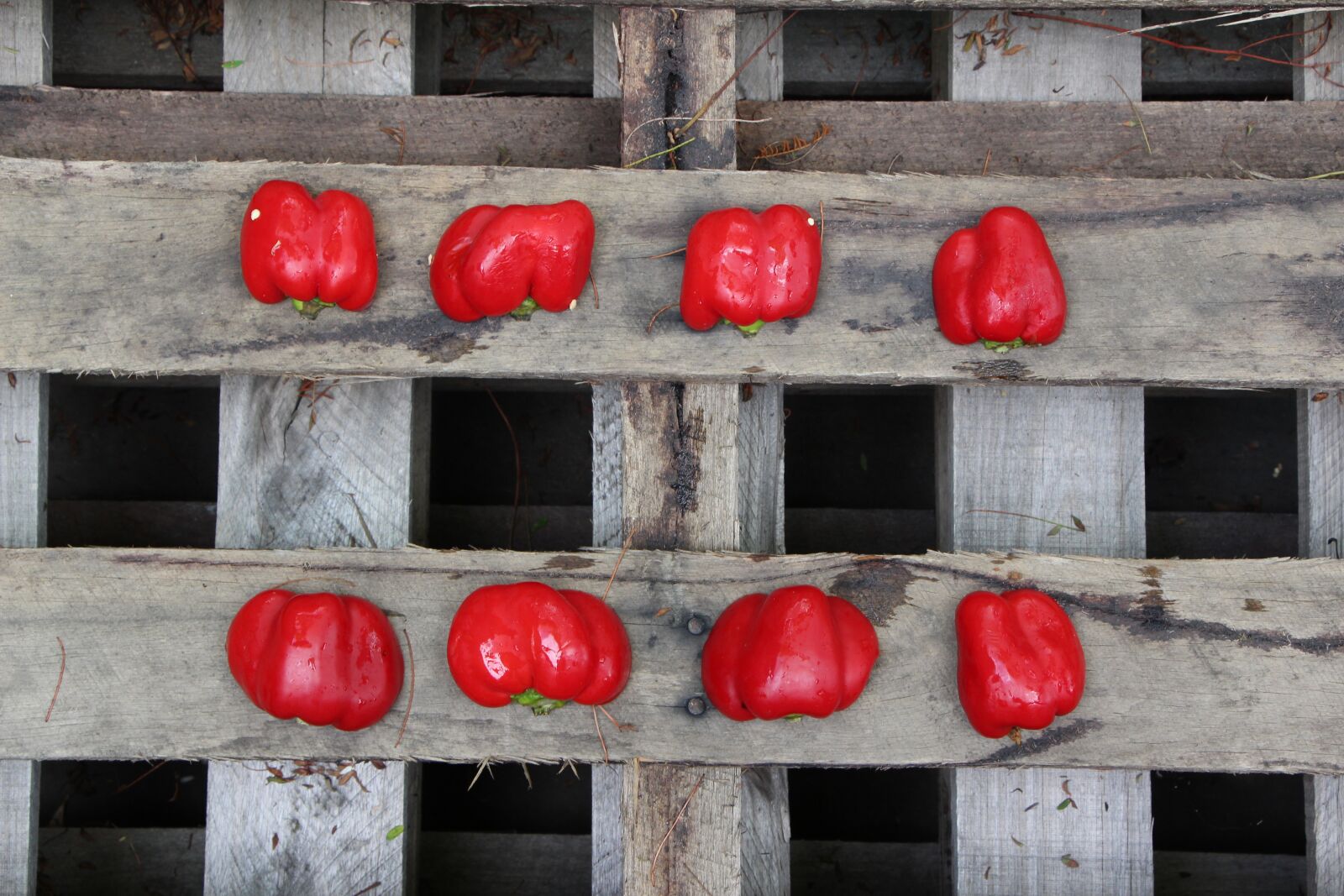 Canon EOS 650D (EOS Rebel T4i / EOS Kiss X6i) sample photo. Red, wood, capsicum photography