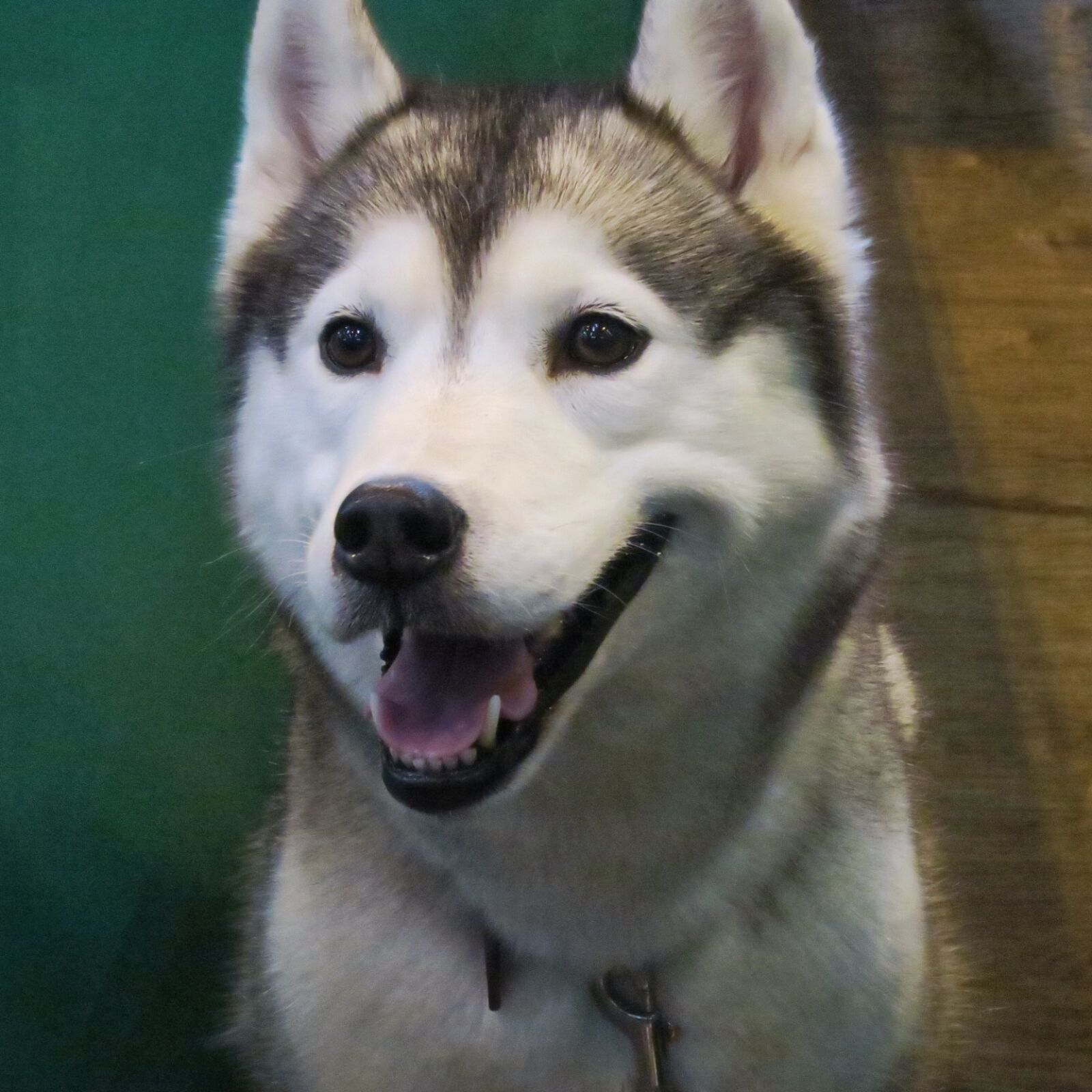 Canon PowerShot G7 X sample photo. Animals, canine, dog, husky photography