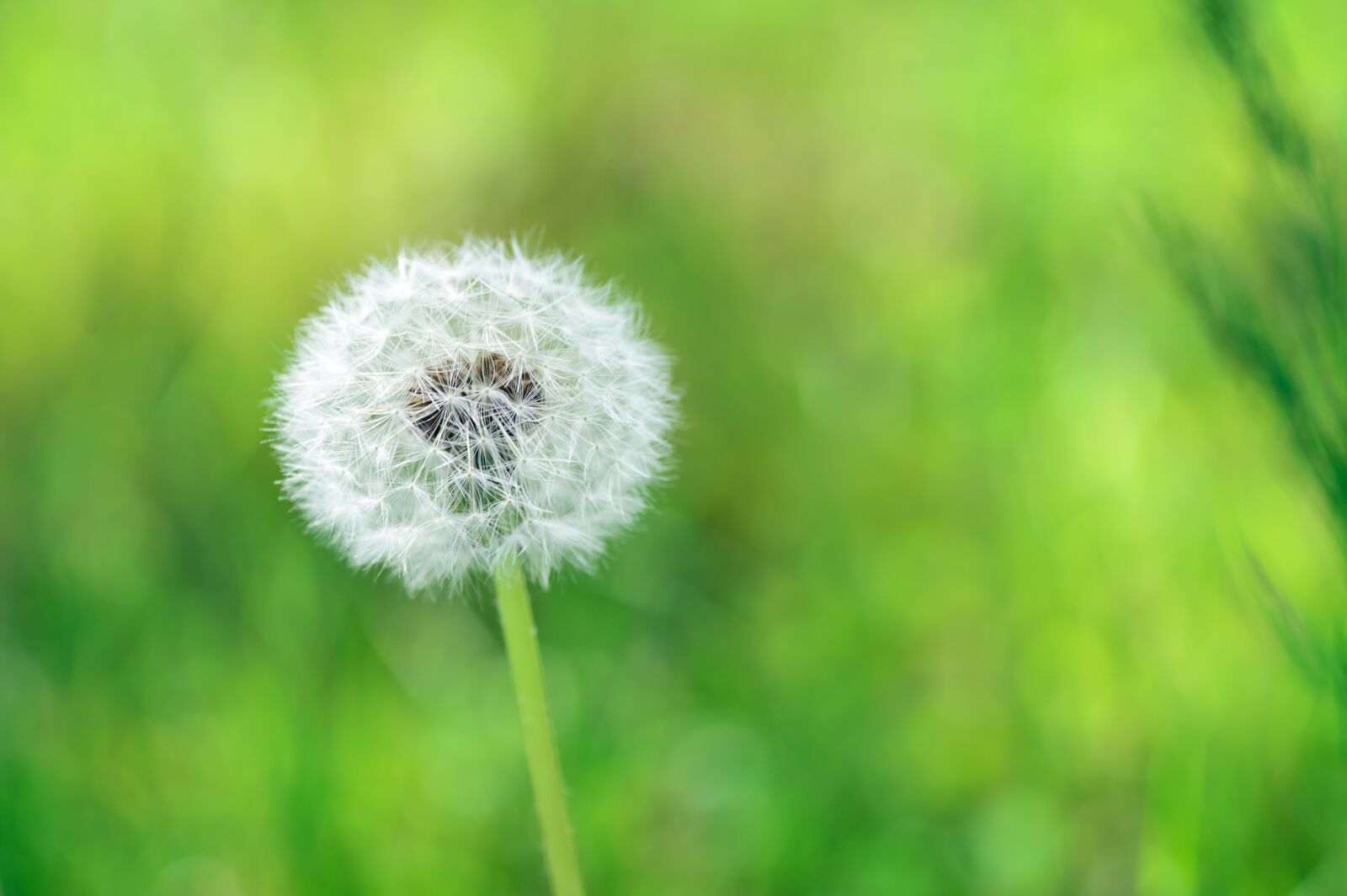 Nikon Df sample photo. Spring, flowers, spring flowers photography