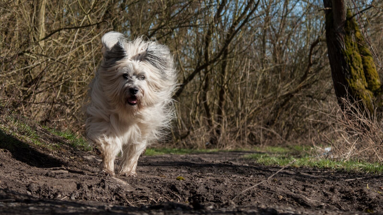 Sony Alpha DSLR-A350 sample photo. Dog, fur, run photography