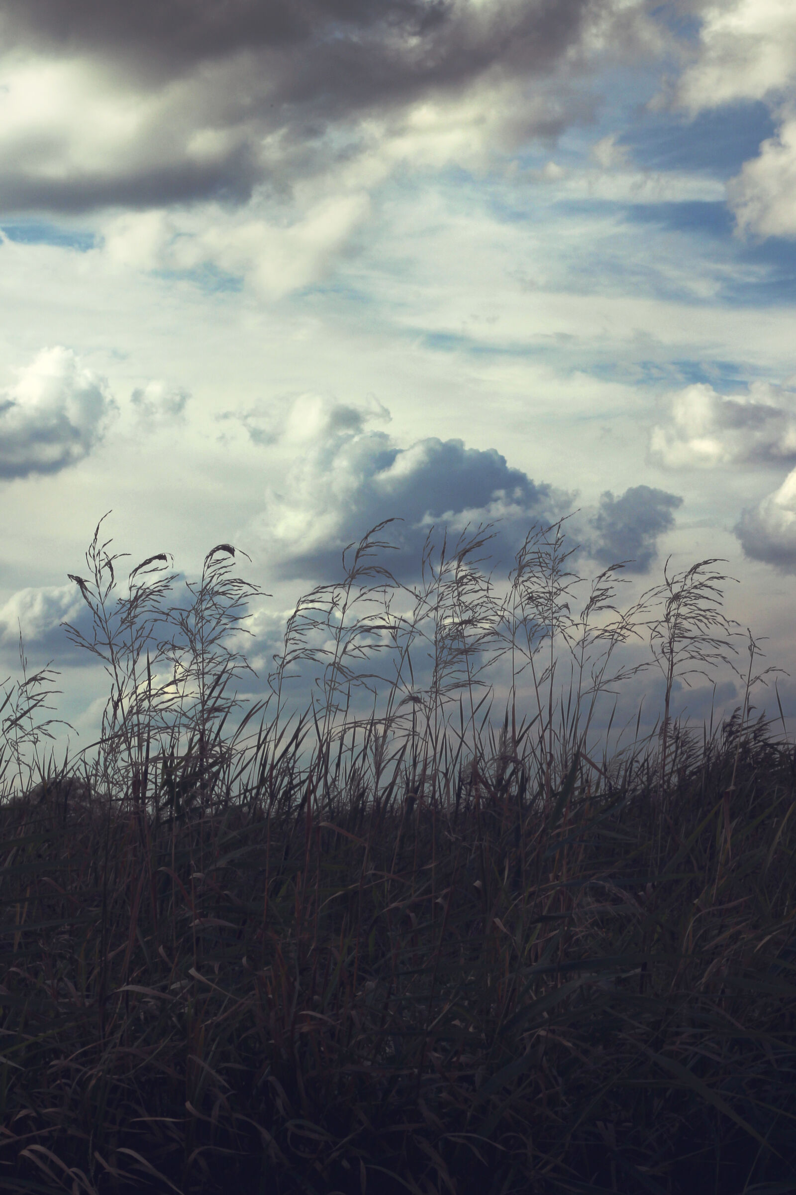 Canon EOS 600D (Rebel EOS T3i / EOS Kiss X5) + Canon EF 50mm F1.8 II sample photo. Sky, thicket photography