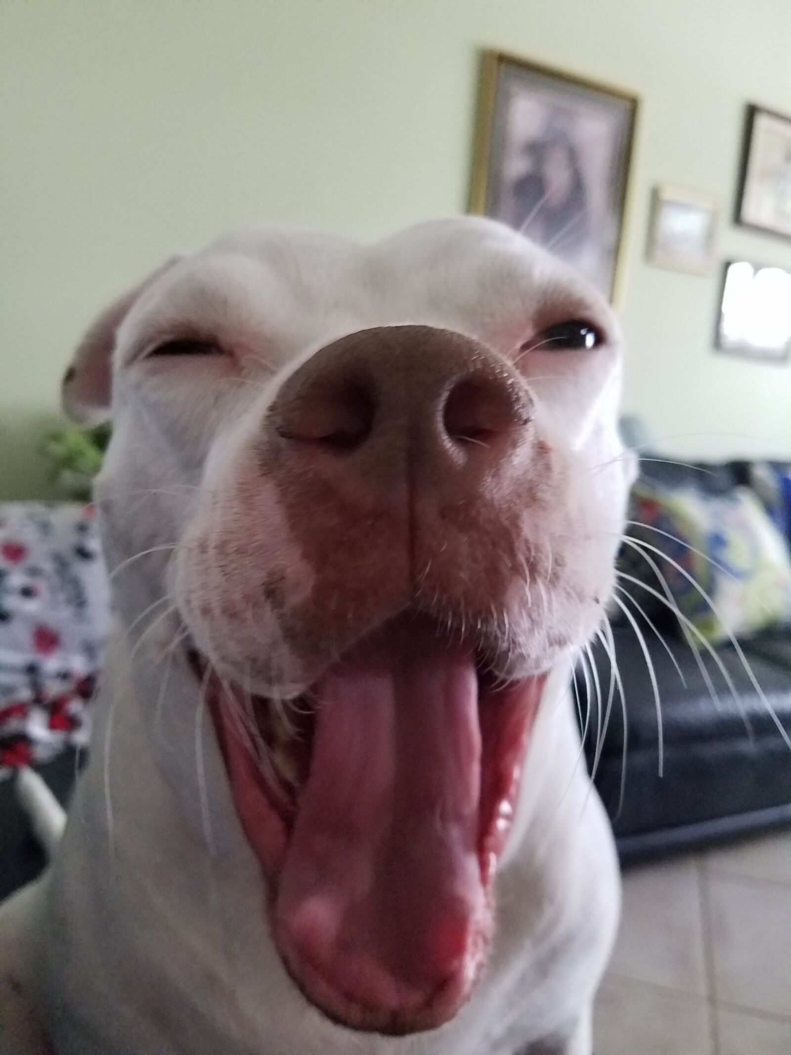 Samsung Galaxy S7 sample photo. Silly, dog, funny photography