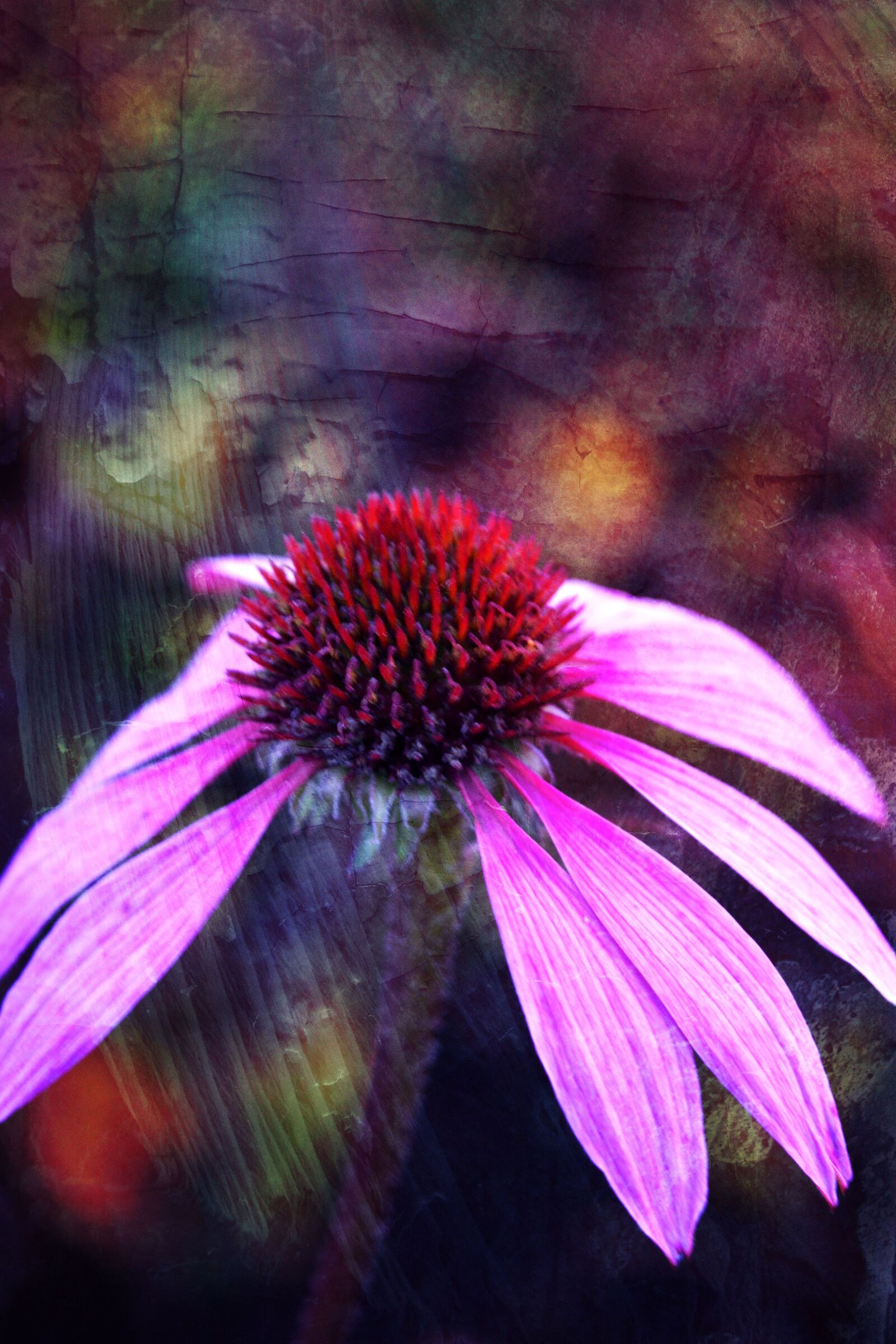 Canon EOS 550D (EOS Rebel T2i / EOS Kiss X4) sample photo. Flower, purple, purple flower photography