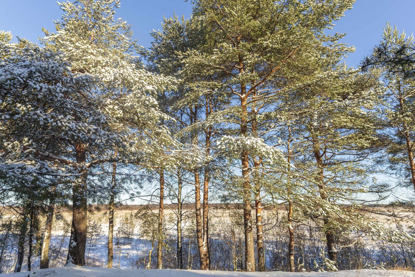 Canon EF 24-70mm F2.8L II USM sample photo. Winter, sestroretsk, february photography