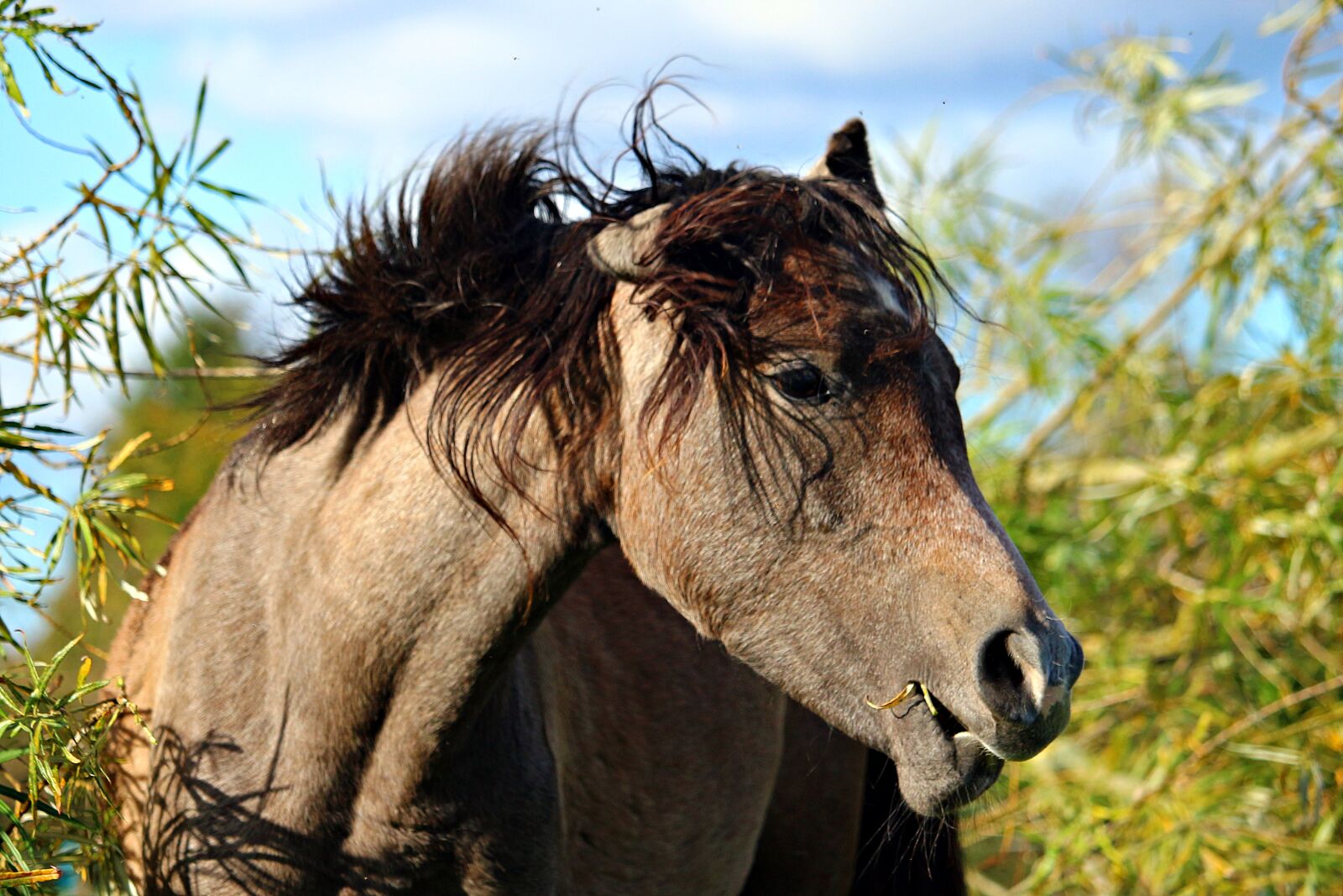 Canon EOS 100D (EOS Rebel SL1 / EOS Kiss X7) sample photo. Horse, thoroughbred arabian, horse photography