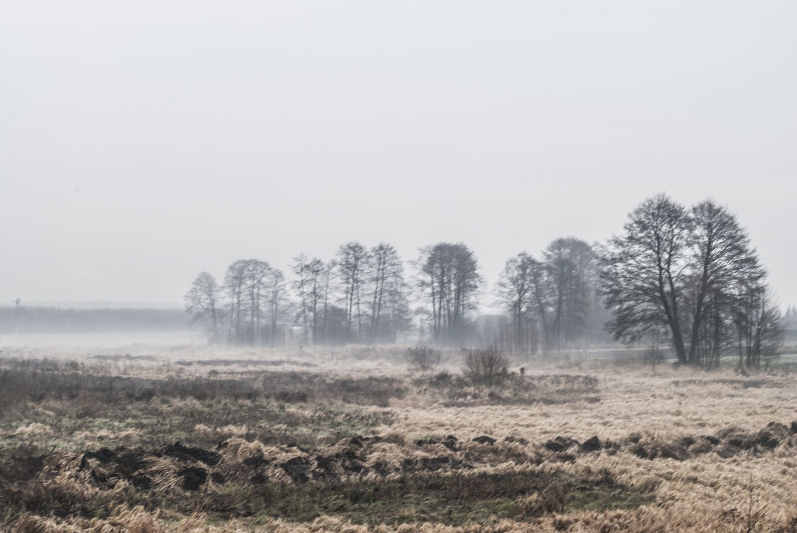 Nikon D3000 sample photo. Morning, the fog, rosa photography