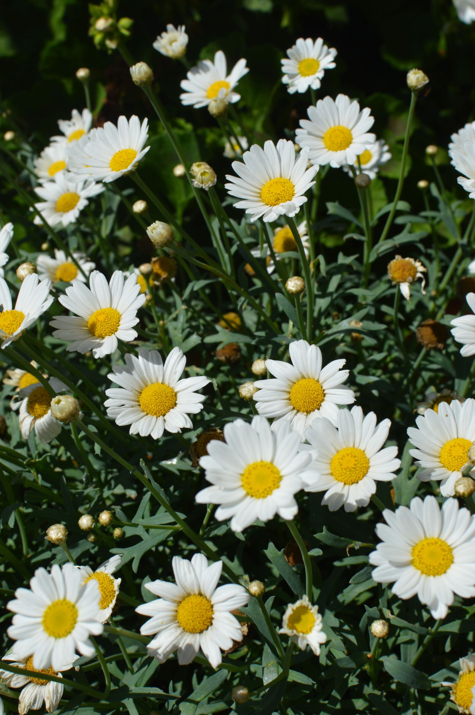Nikon D3200 sample photo. Daisies, flowers, summer photography