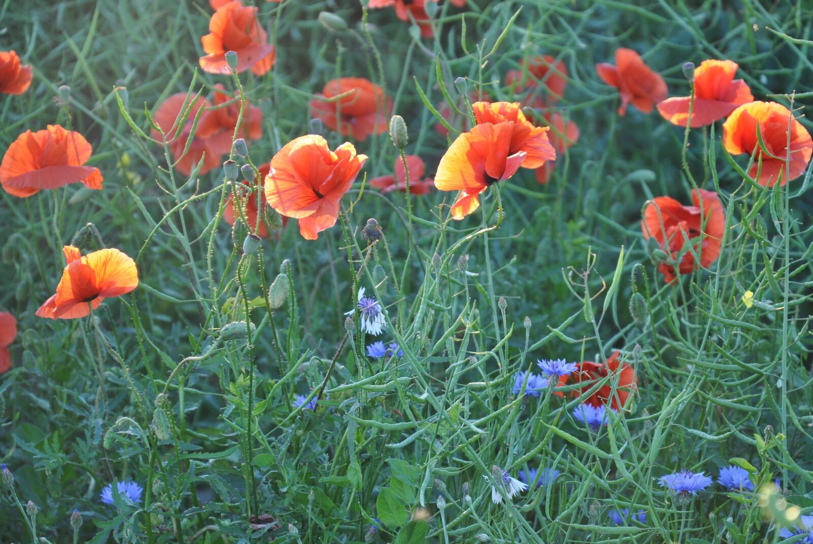 Nikon D90 sample photo. Maki, field, flowers photography