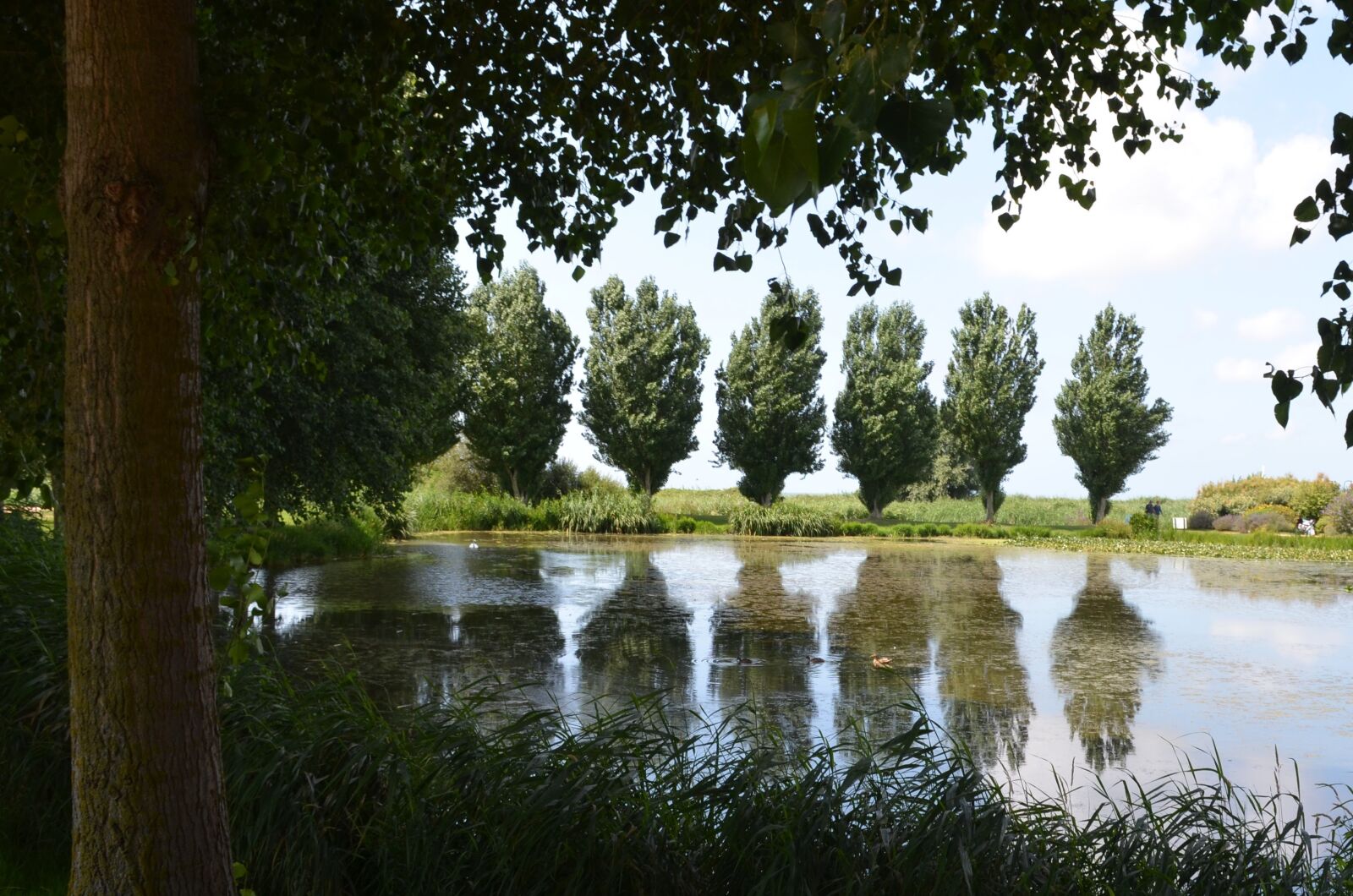 Nikon D5100 sample photo. Tree, nature, landscape photography