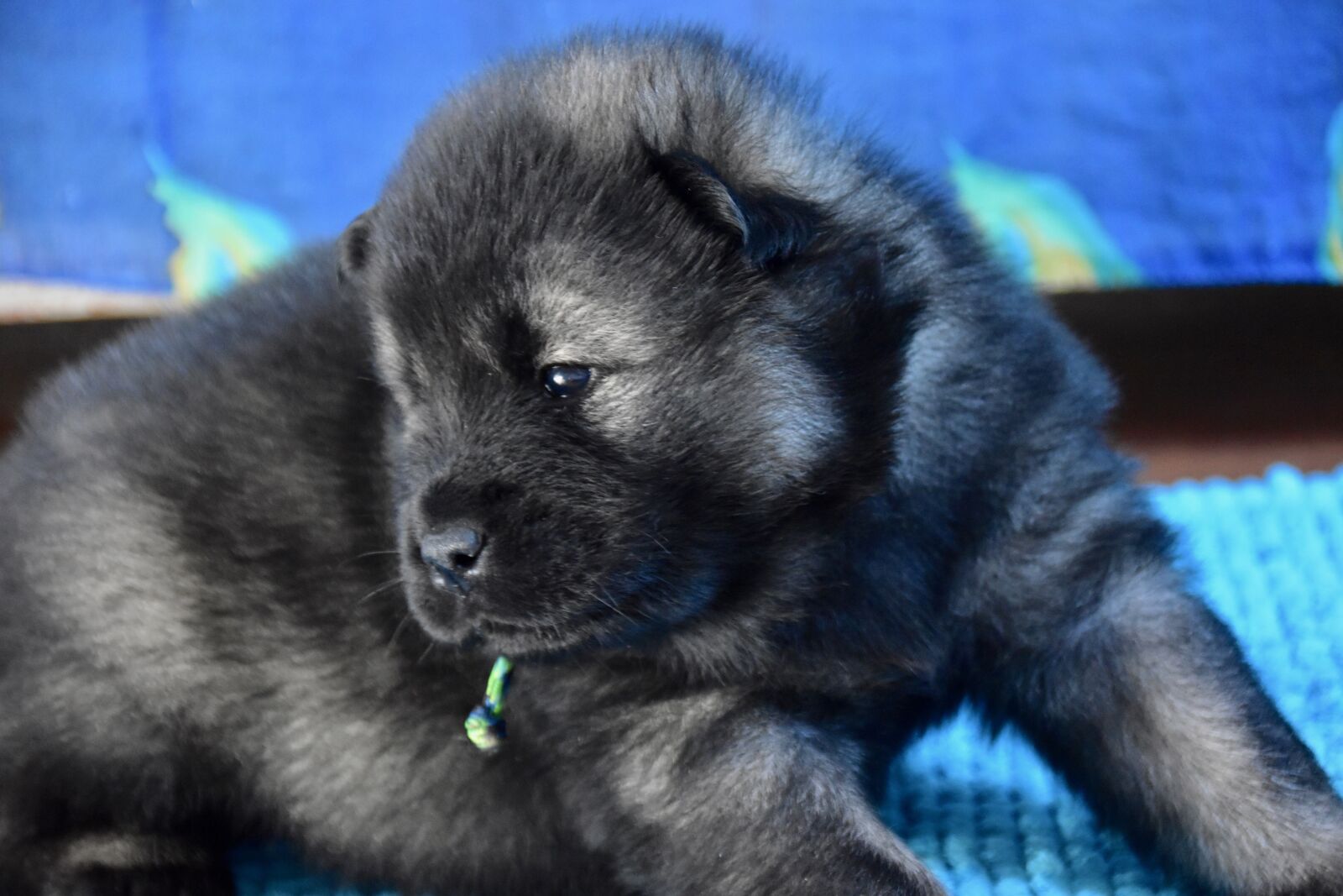 Nikon D5600 sample photo. Dog, puppy, young dog photography