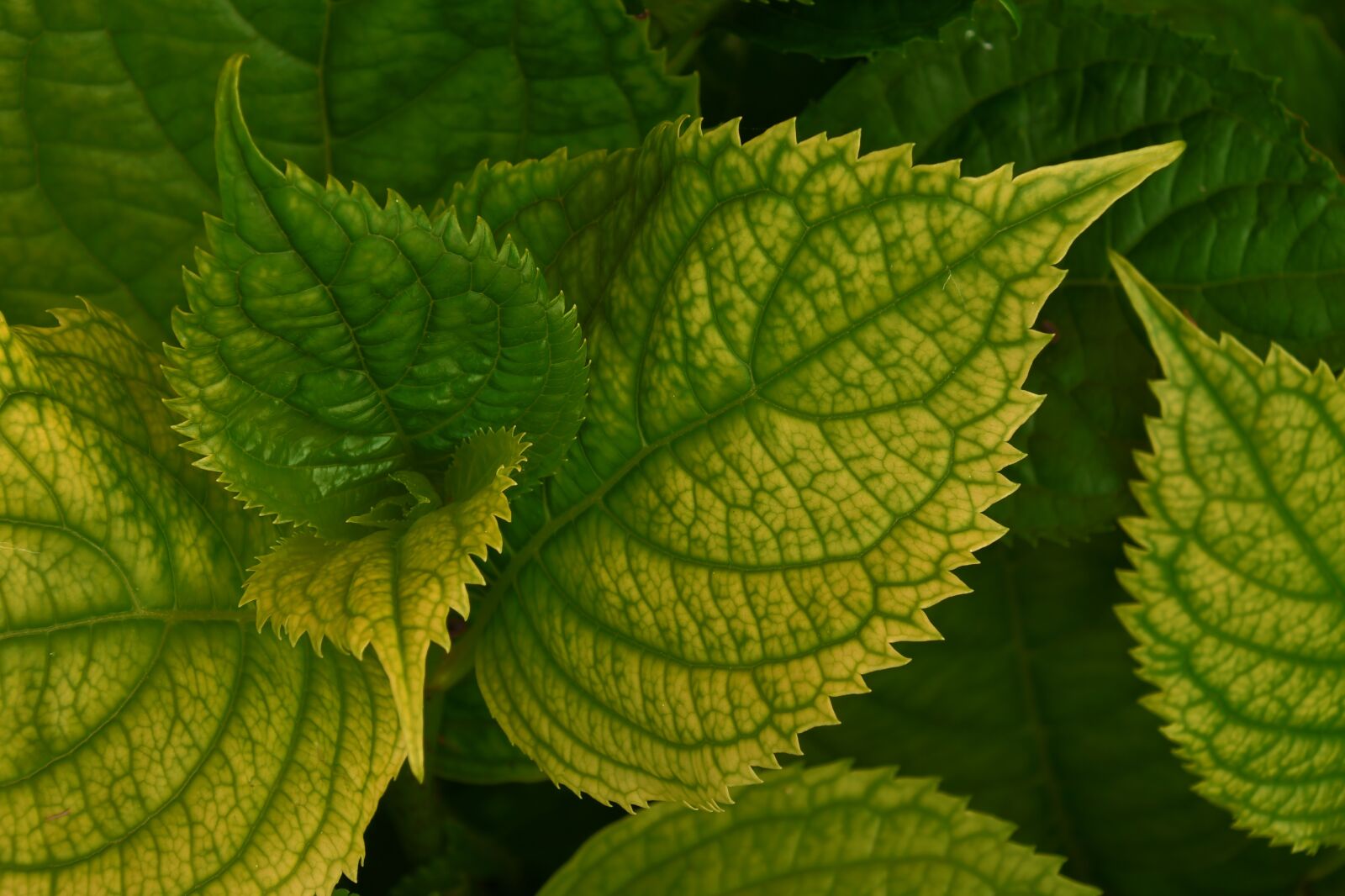 Nikon D7500 sample photo. Foliage, grain, hydrangea photography
