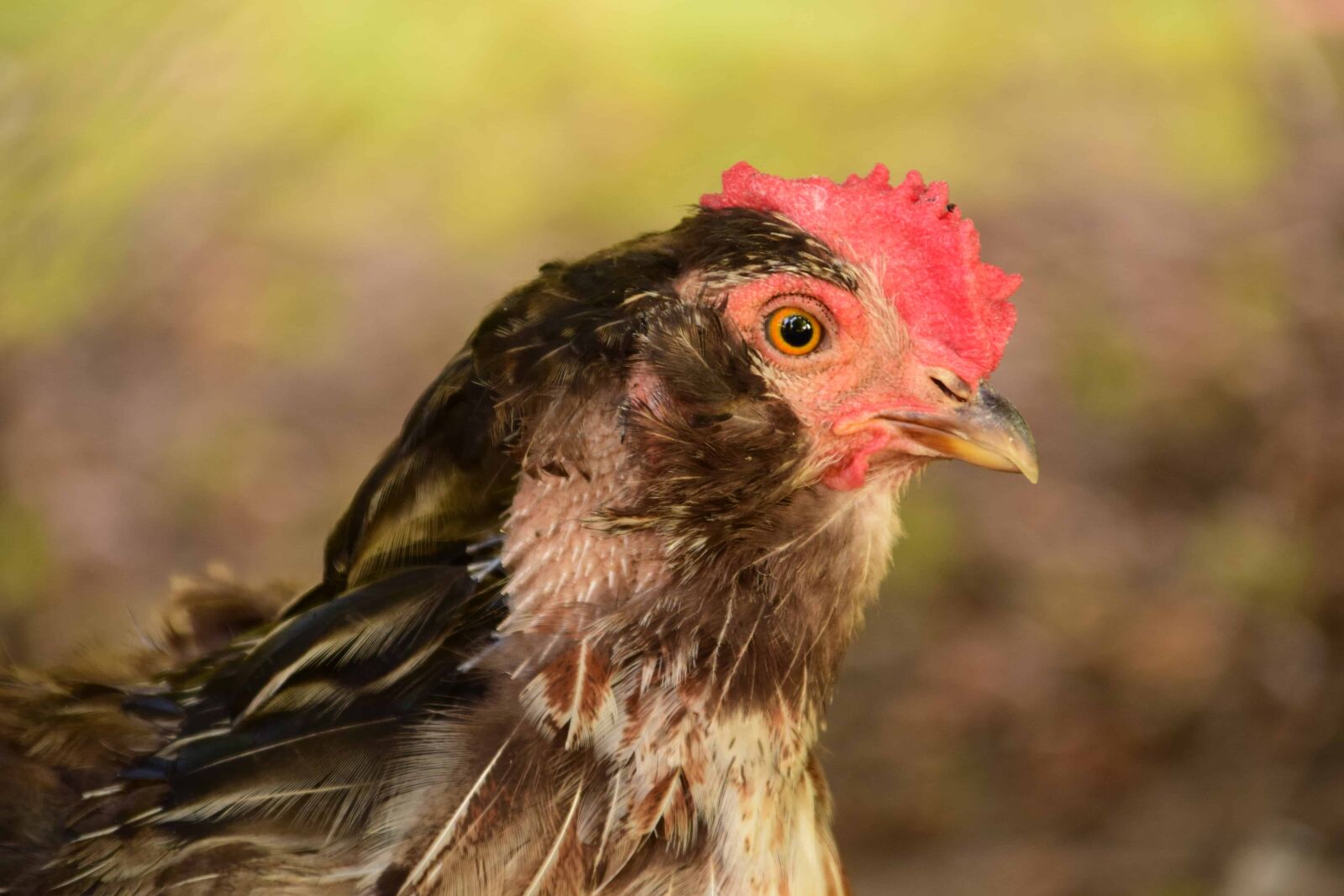Nikon D3300 sample photo. Nature, chicken, animal, feather photography