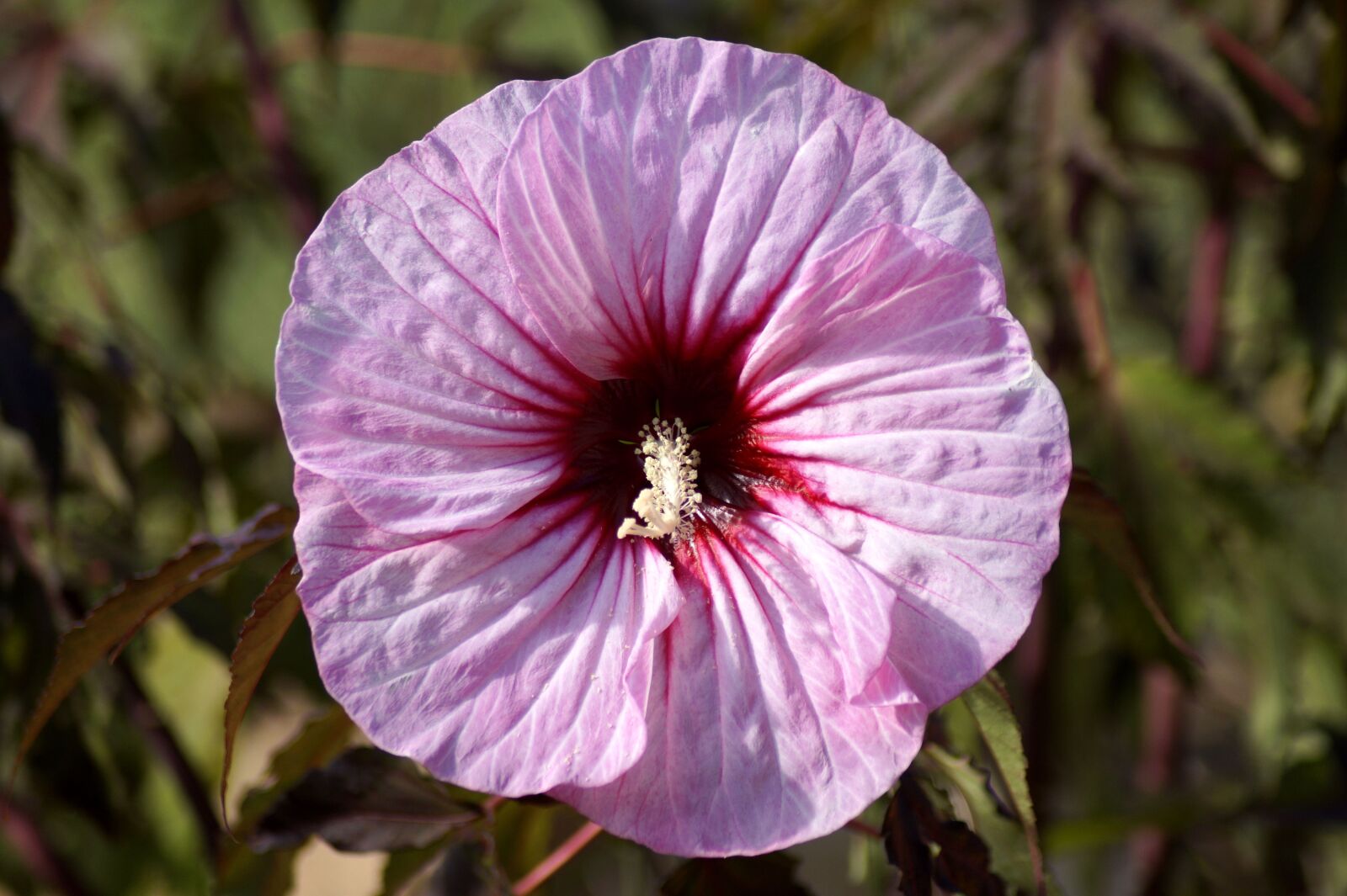 Sony SLT-A58 sample photo. Hibiscus, rosa sinensis, pink photography