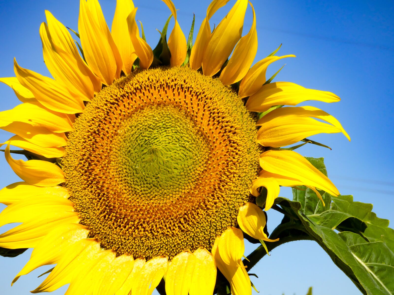 Panasonic DMC-FZ72 sample photo. Sunflower, flower, sunflower yellow photography