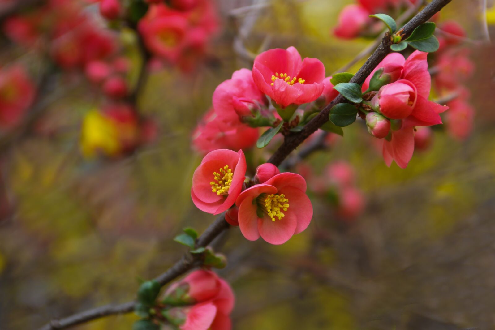Canon EOS 5D Mark II sample photo. Nature, flowers, wood photography