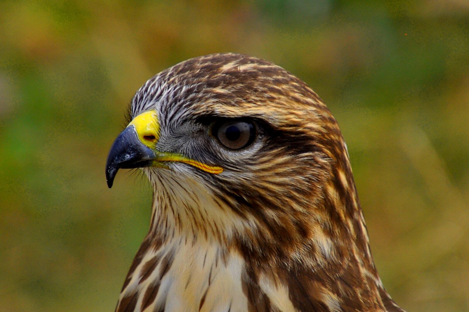 Nikon D5000 sample photo. Bird, eagle, predator photography