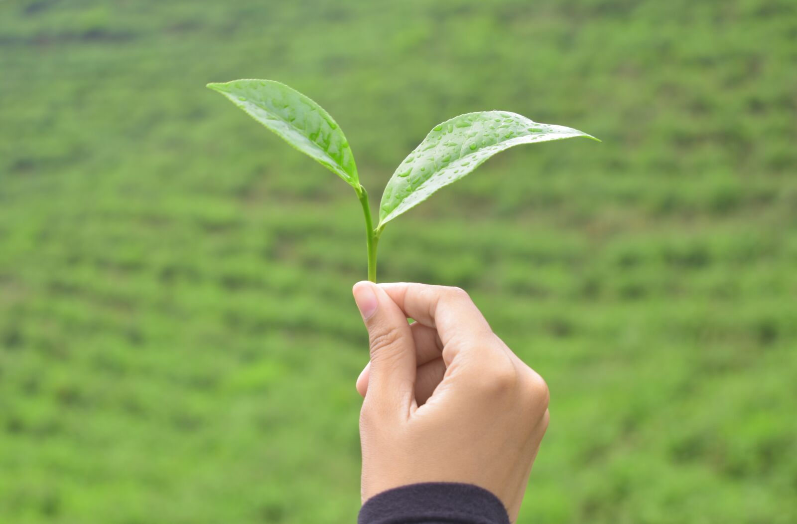 Nikon D3400 sample photo. Tea, leaf, hand photography