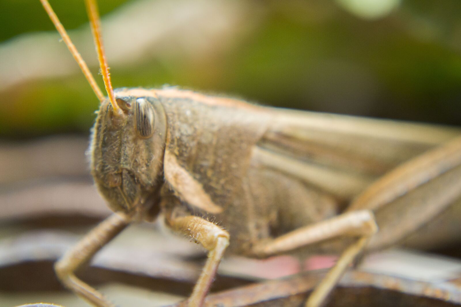 Nikon D3100 sample photo. Insect, lobster, grasshopper photography