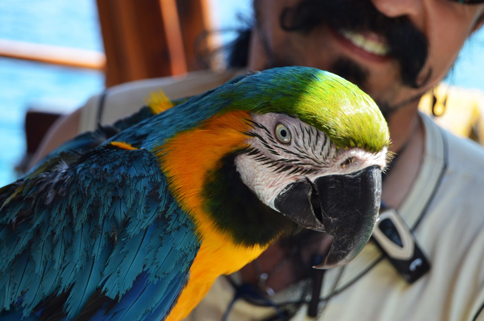 Nikon D5100 sample photo. Parrot, colors, color photography